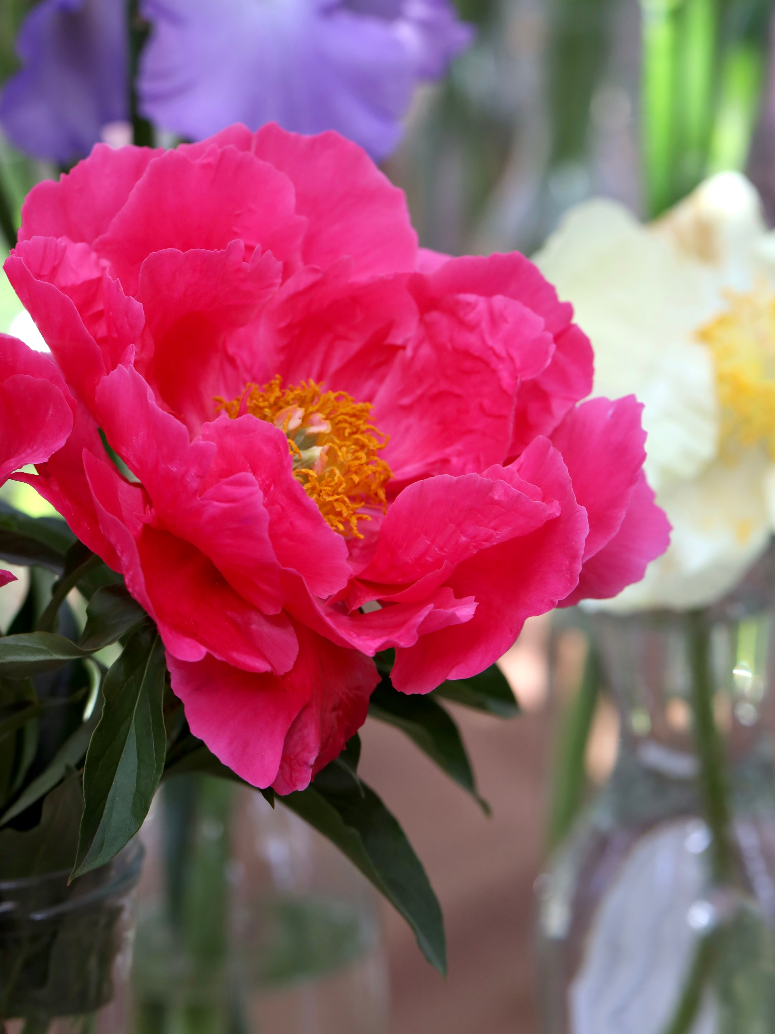 Фестиваль пионов и ирисов в Аптекарском огороде — июнь 2023. Фотосессии и репортаж — Фотограф в Москве — Рина Серёгина