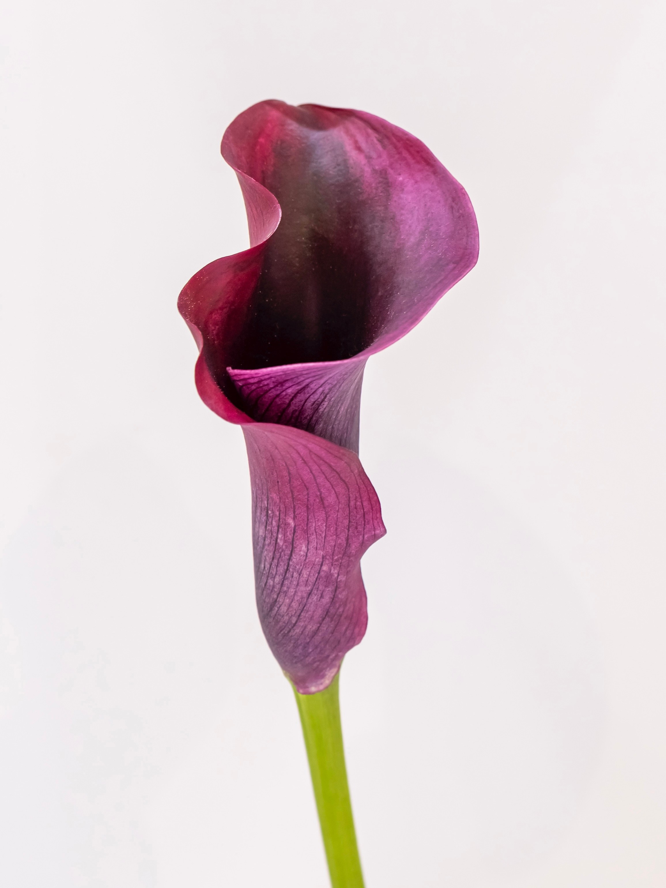 Цветы-Экспо 2023. Фотосессии и репортаж — Фотограф в Москве — Рина Серёгина