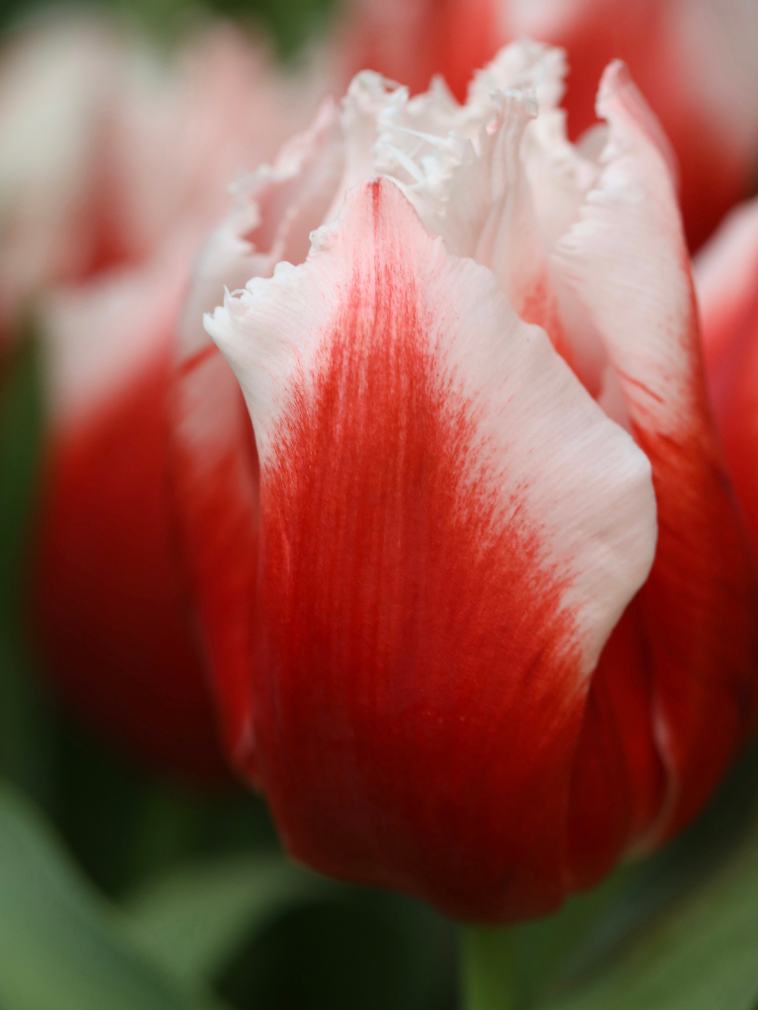 Фотографии весенних цветов. Фотосессии и репортаж — Фотограф в Москве — Рина Серёгина