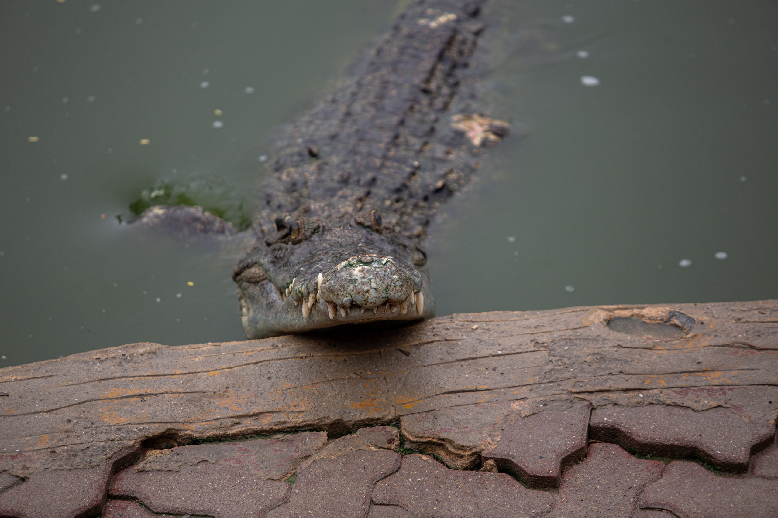 Samut Prakan Crocodile Farm & Zoo. Photographer Sonkina Tatiana (Tanya Ash)