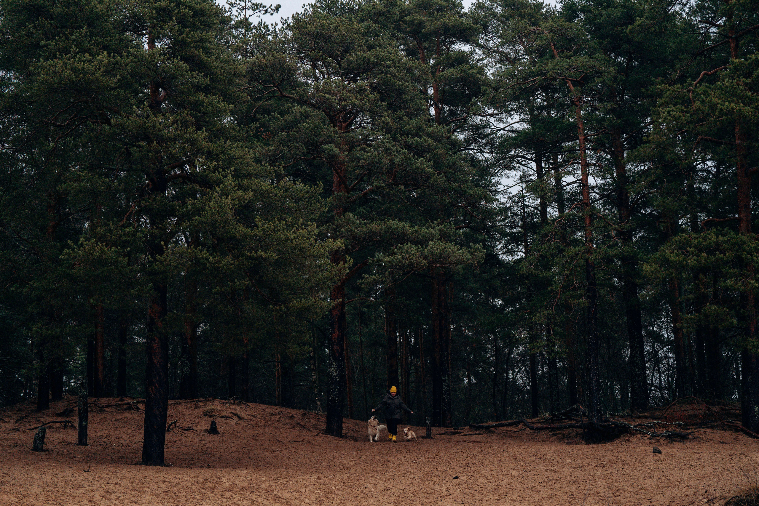 Асти, Крис и Александра. Фотограф анималист в Спб недорого Олеся Майорова