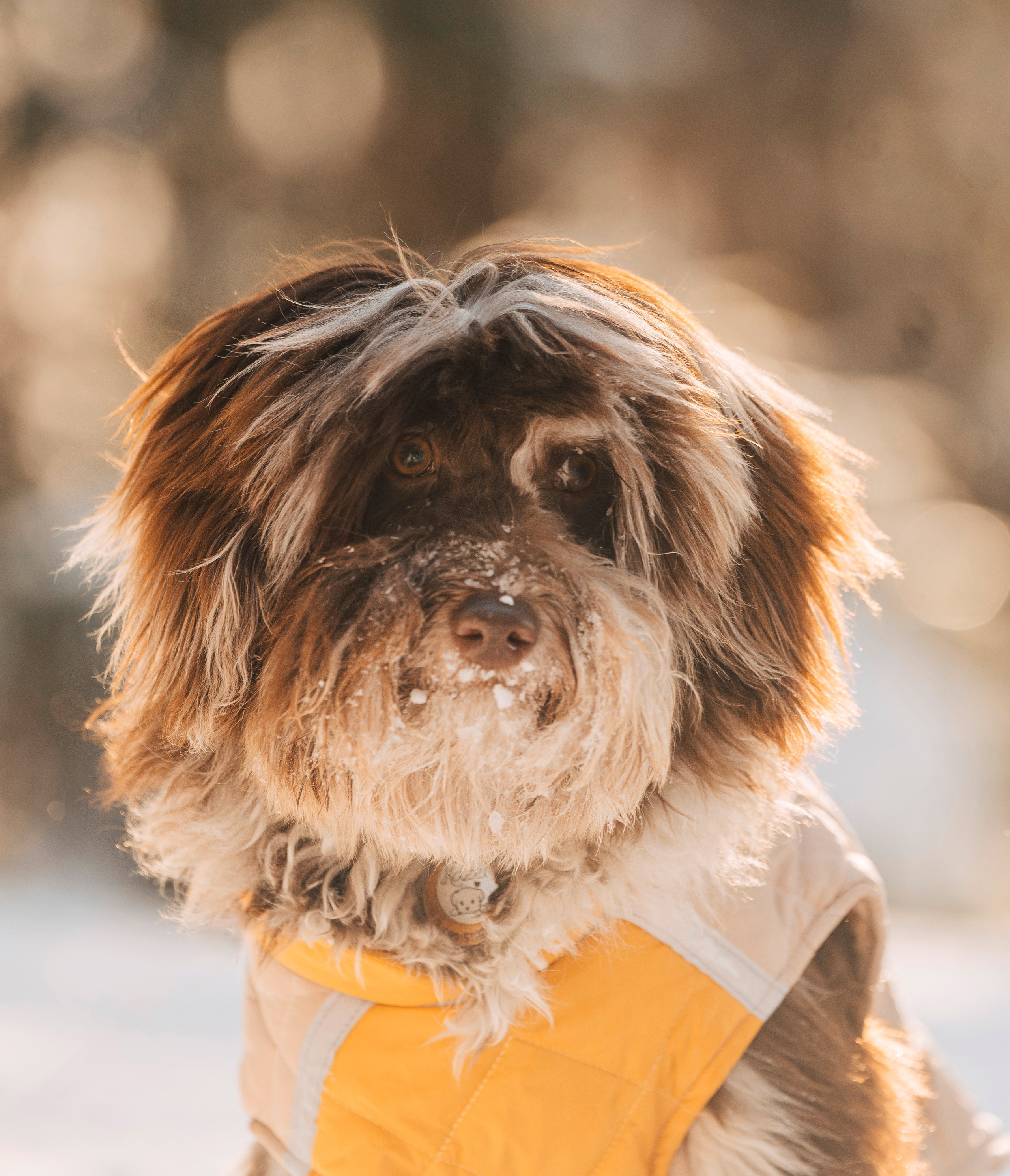 Хэйзел и её семья. Фотограф анималист в Спб недорого Олеся Майорова