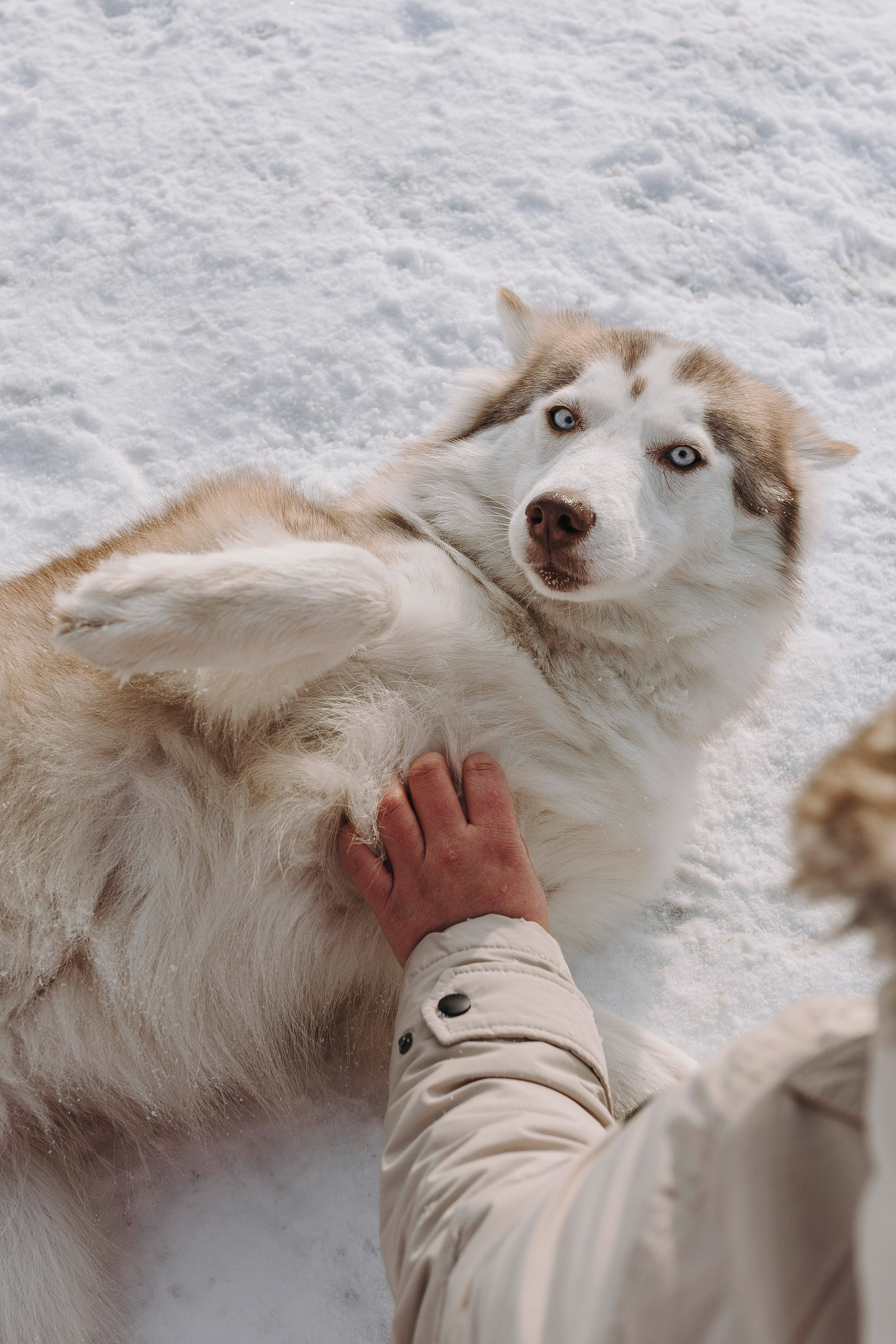Мария и Амелия. Фотограф анималист в Спб недорого Олеся Майорова