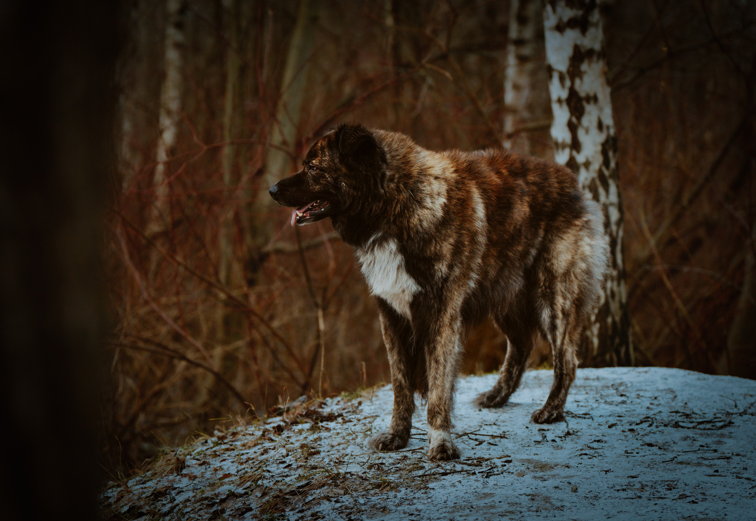 Творческая фотосессия фотографа анималиста. Фотограф анималист в Спб недорого Олеся Майорова