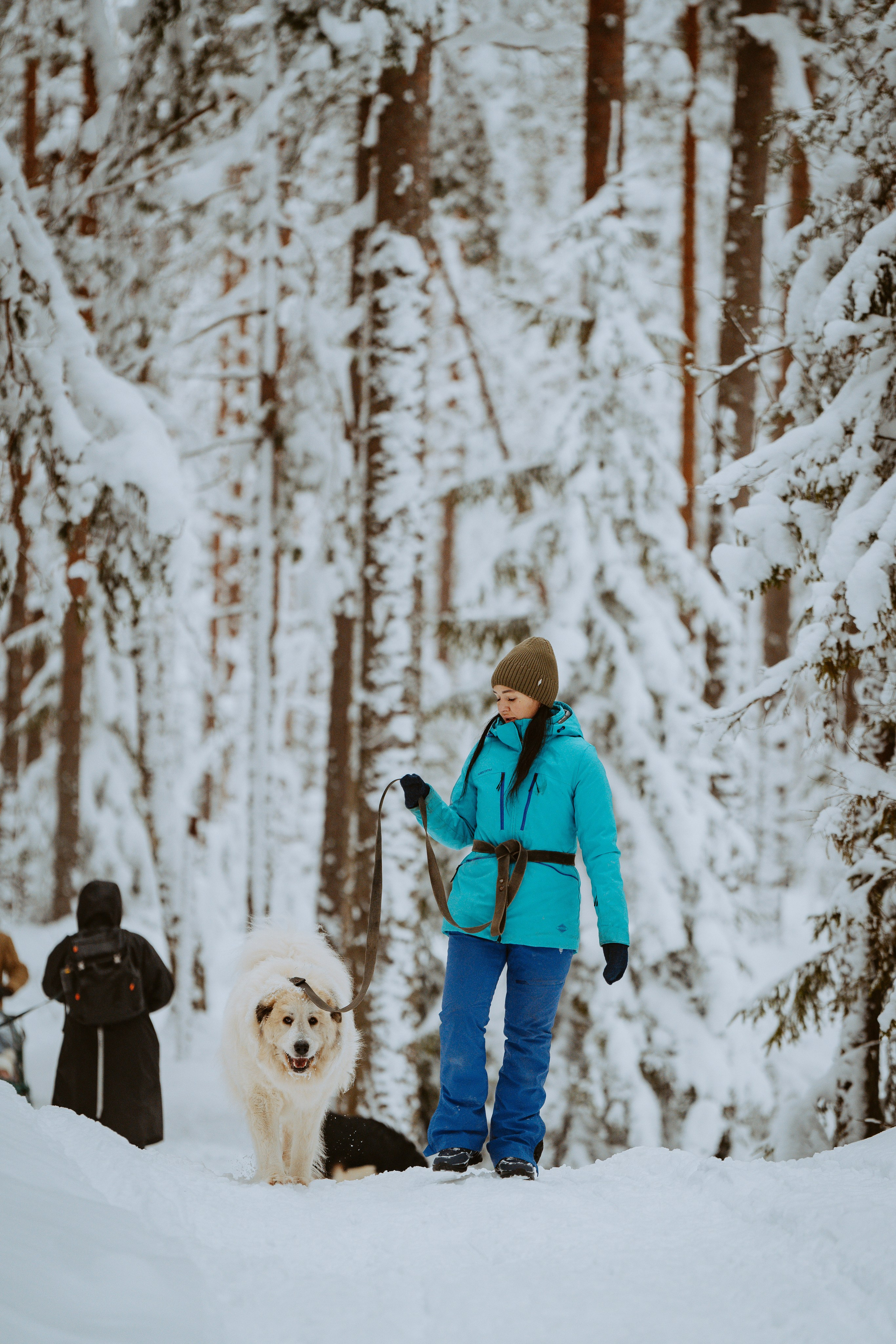 Дог трекинг. Фотограф анималист в Спб недорого Олеся Майорова