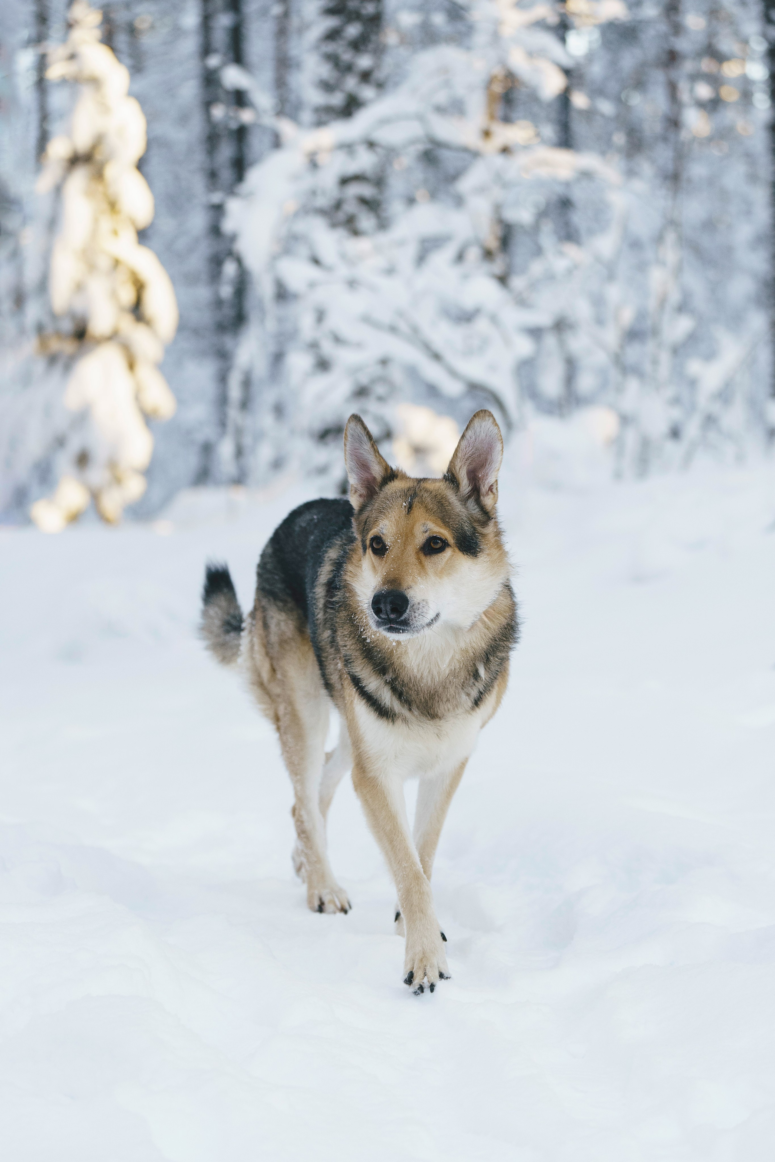 Рэй, Кузя, Ольга и Александр. Фотограф анималист в Спб недорого Олеся Майорова