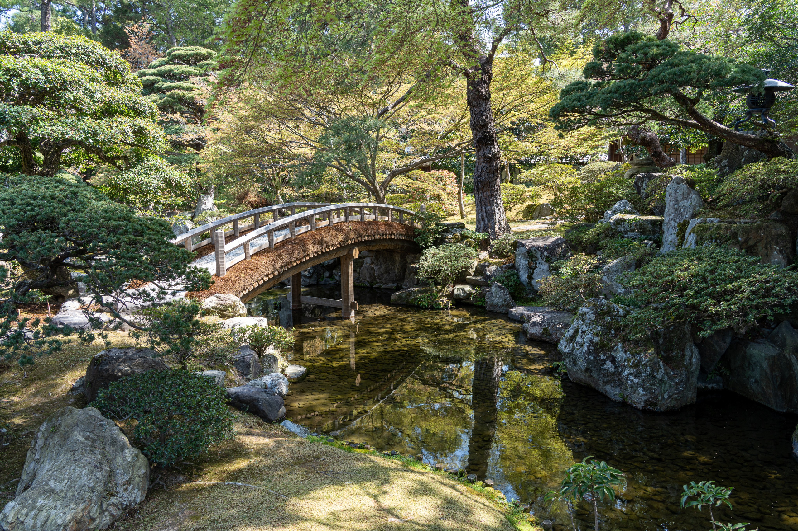 Япония, сакура. Творческие сьемки