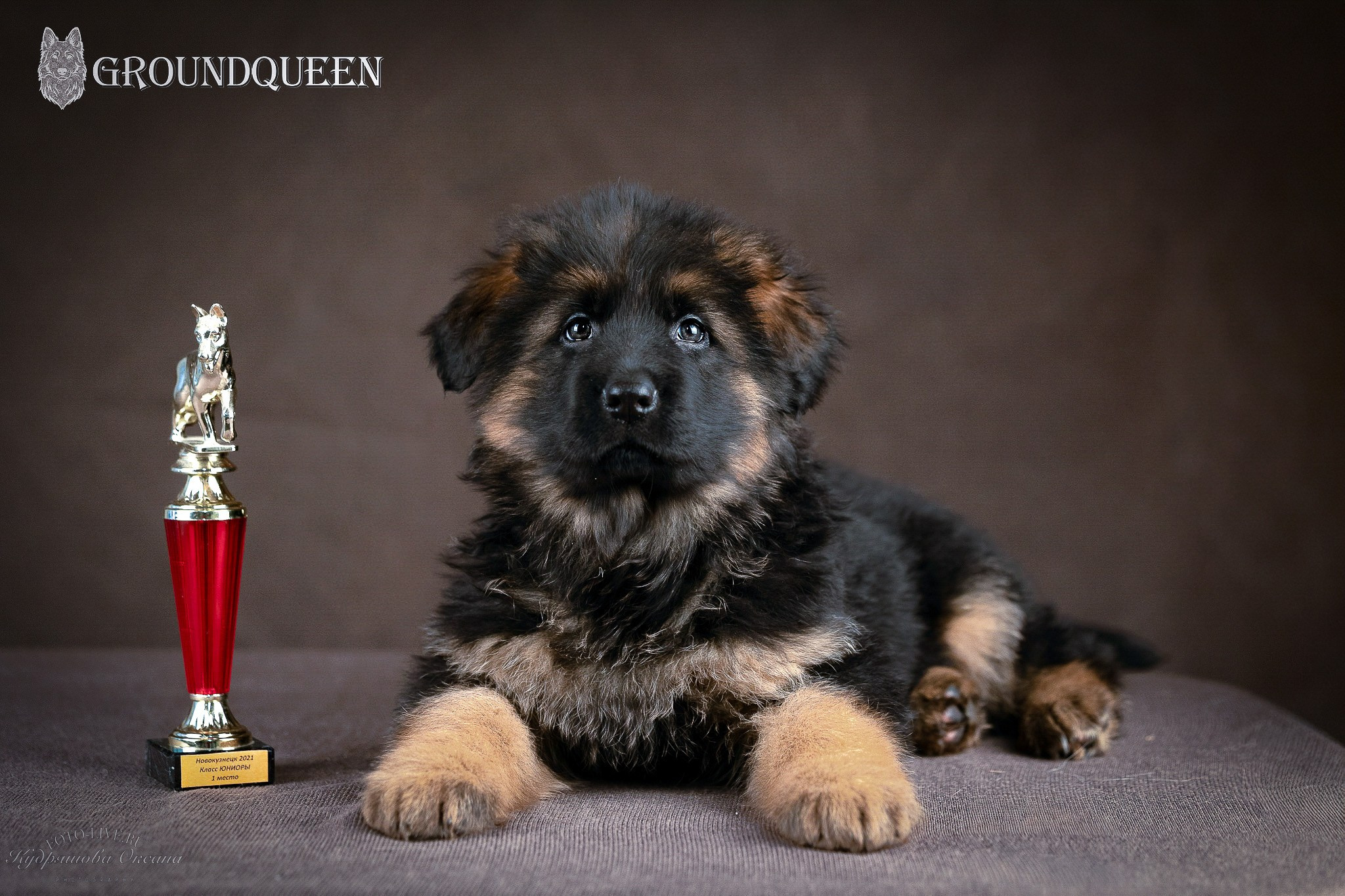 Щенки немецкой овчарки. Фотограф 📸 анималист, предметный, репортажный