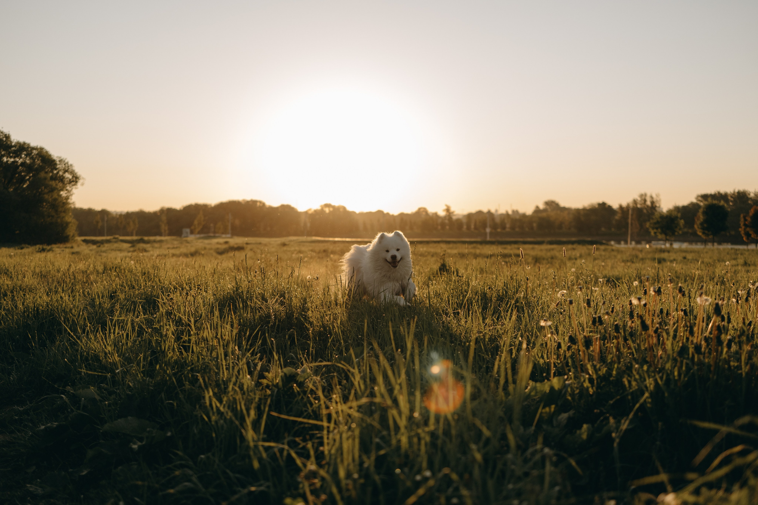 Танго и его семья. Фотограф — Анималист | Санкт-Петербург