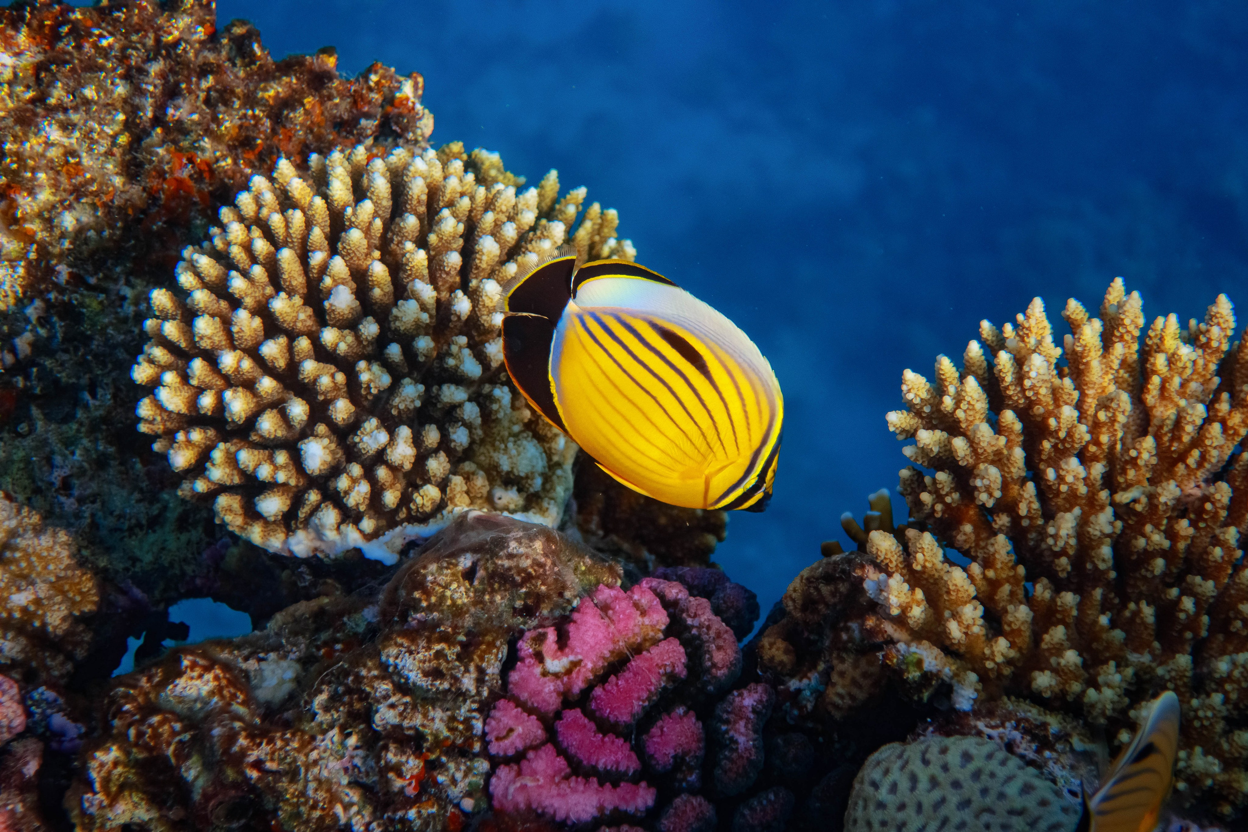 Fish. Фотограф Светлана Голицына