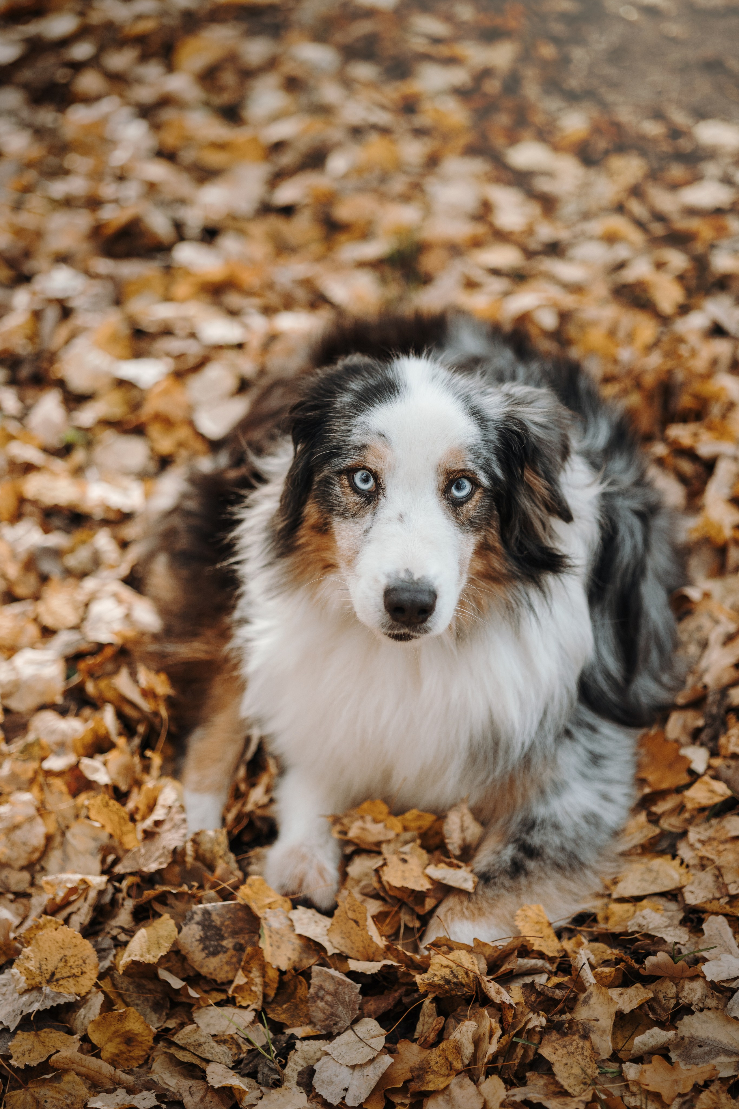 Бэстик и Ирина. Фотограф — Анималист | Санкт-Петербург