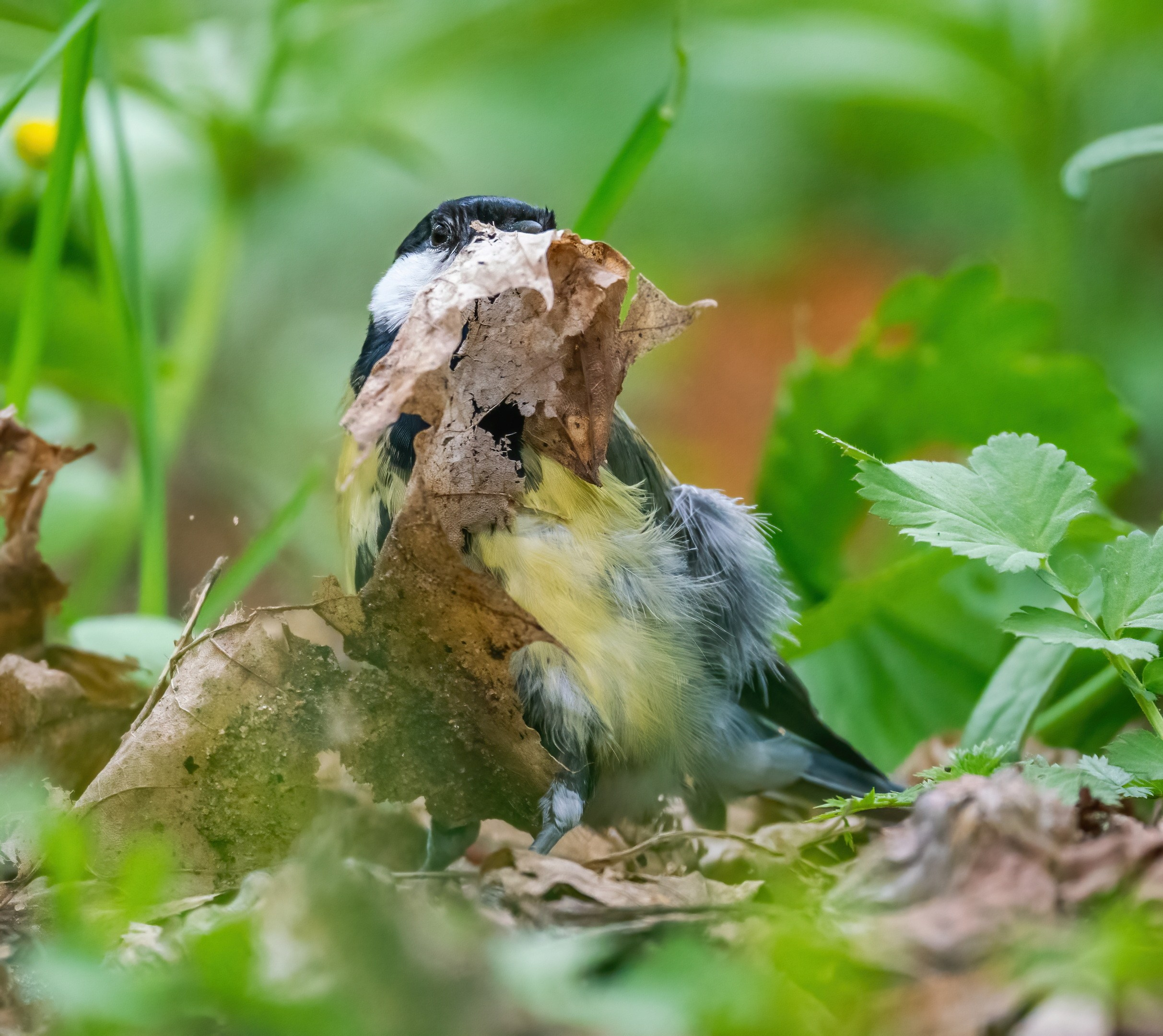 Анималистика. Константин Дем | Фотограф