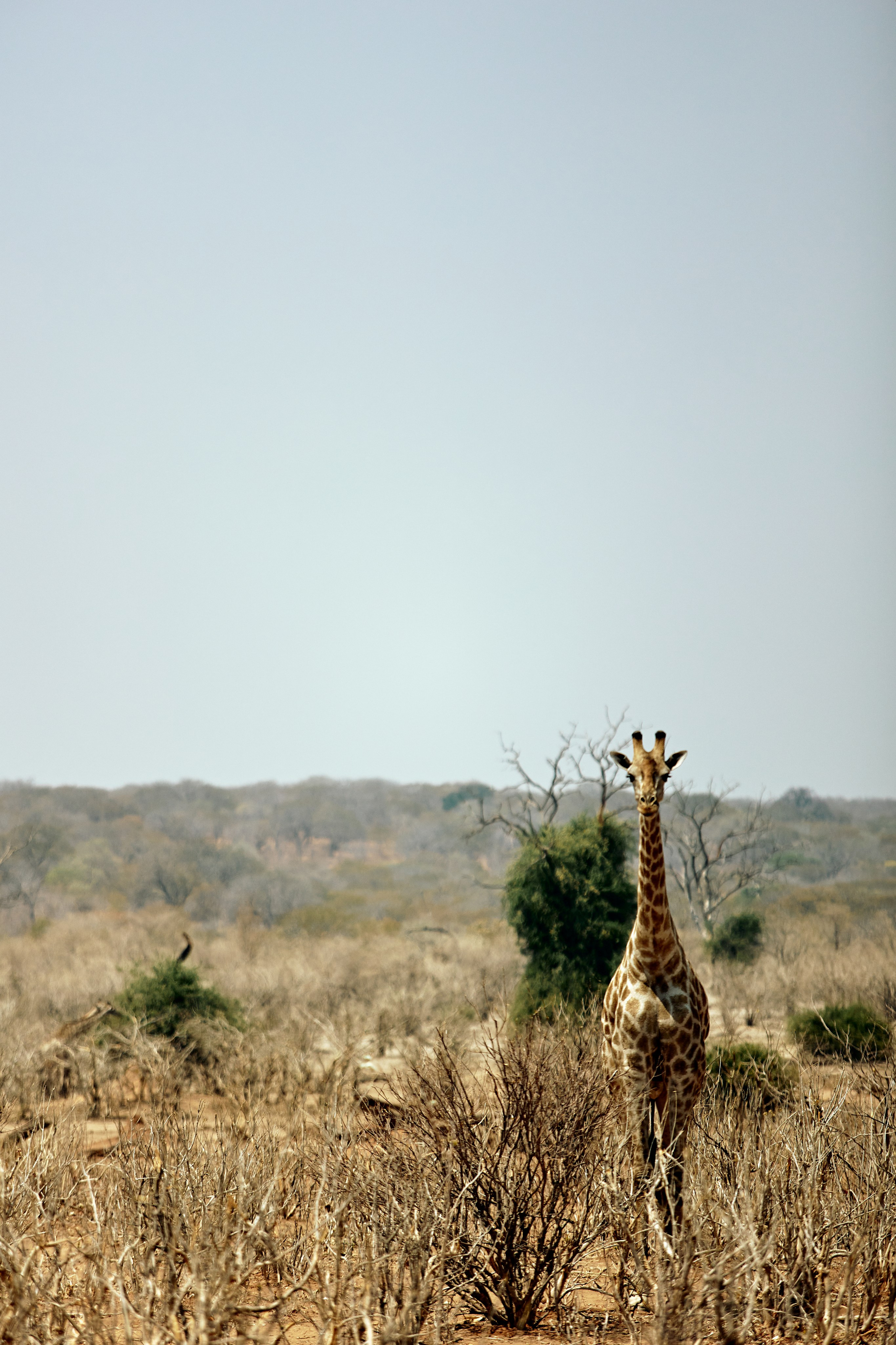 SOUTH AFRICA EMBA 38. Дмитрий Мазуркевич: Профессиональный Репортажный Фотограф