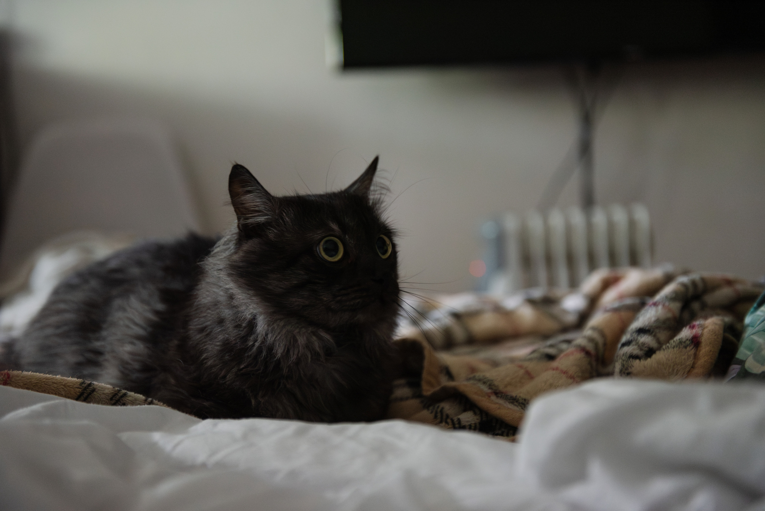 Кот пиксель pixel кошка киса котик тигр pet animalcat животные. •fpsmax• фотограф-ретушер