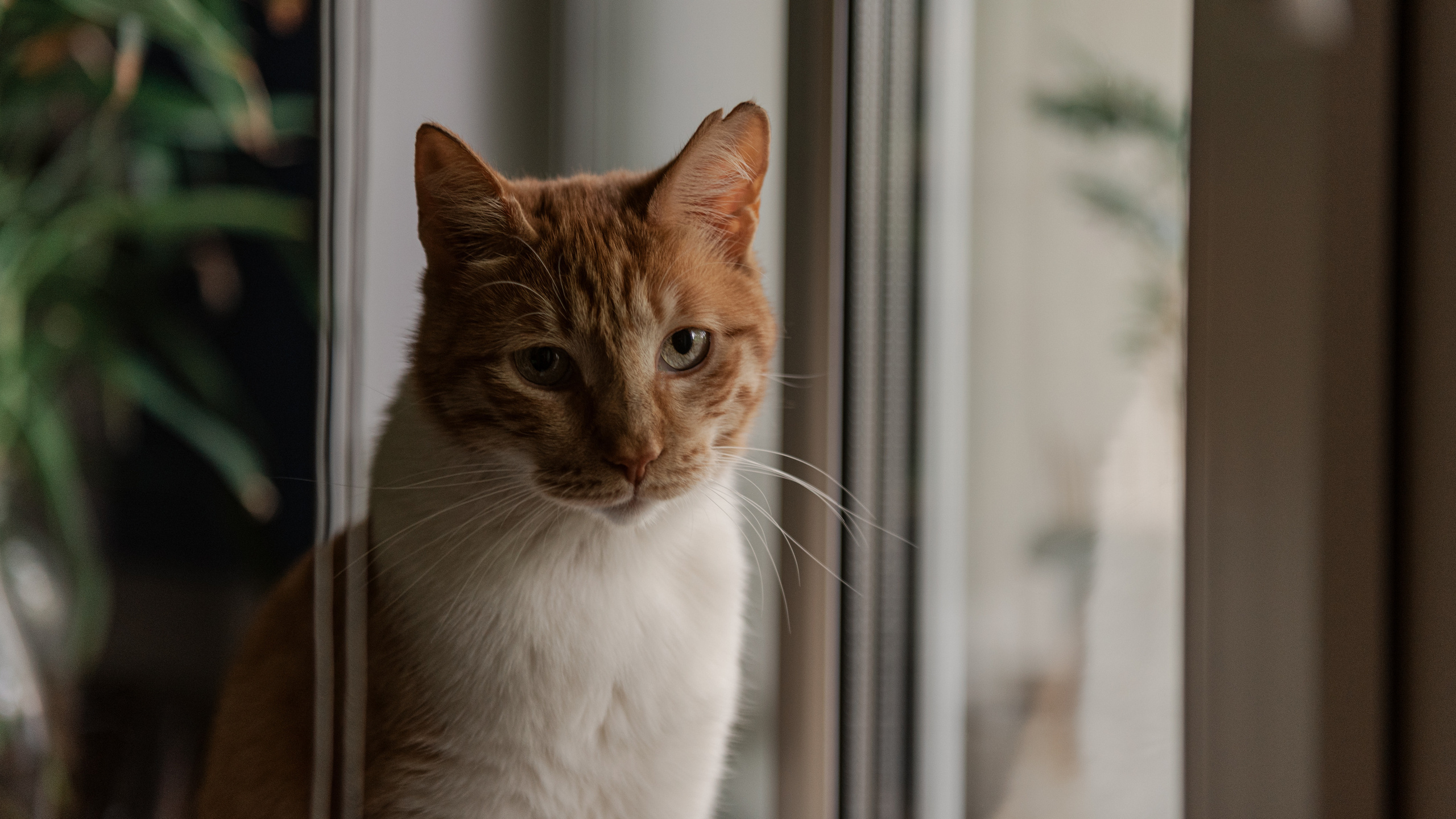 Животные animals. •fpsmax• фотограф-ретушер