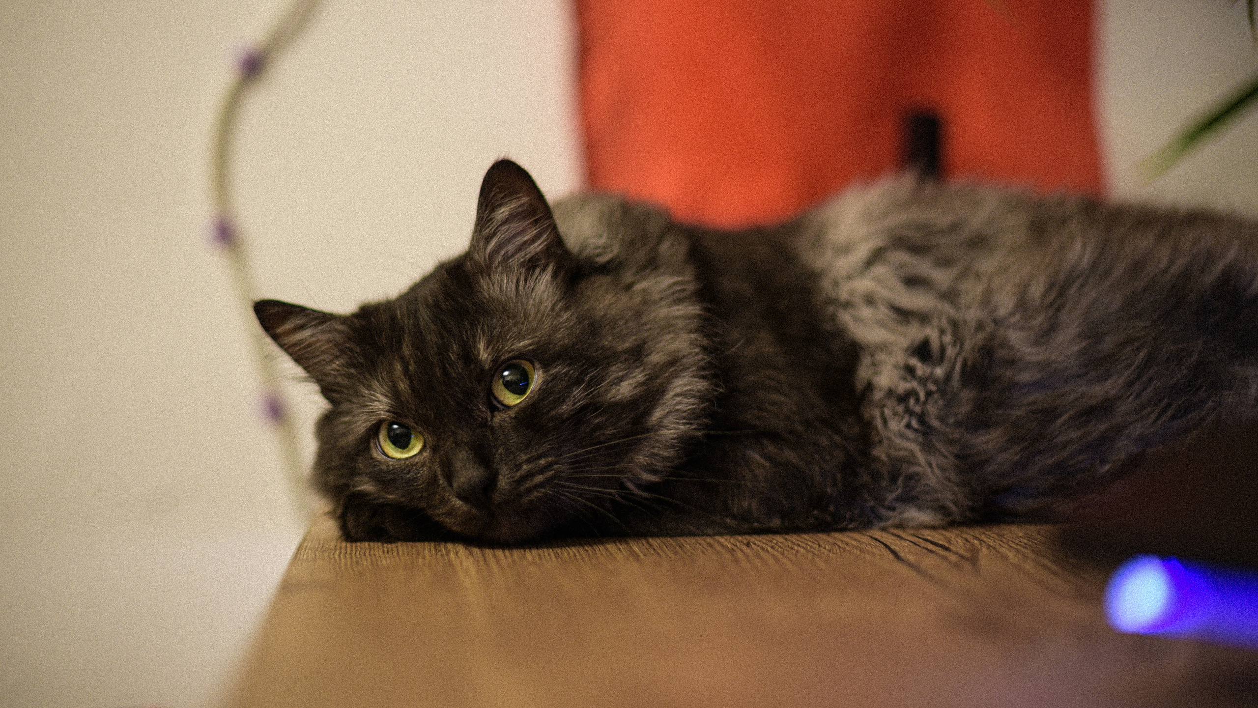 Кот пиксель pixel кошка киса котик тигр pet animalcat животные. •fpsmax• фотограф-ретушер