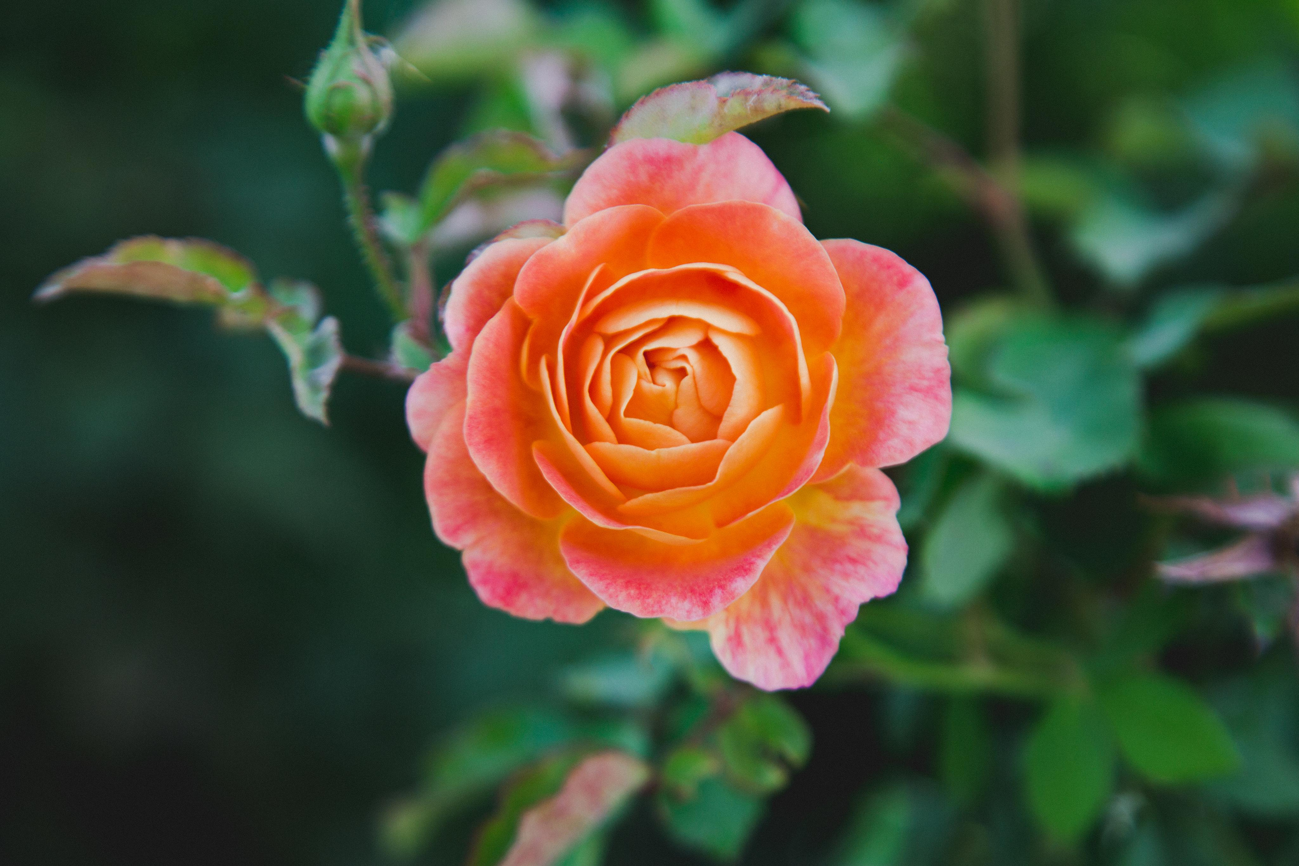 Волгоград. Photographer Sonkina Tatiana (Tanya Ash)