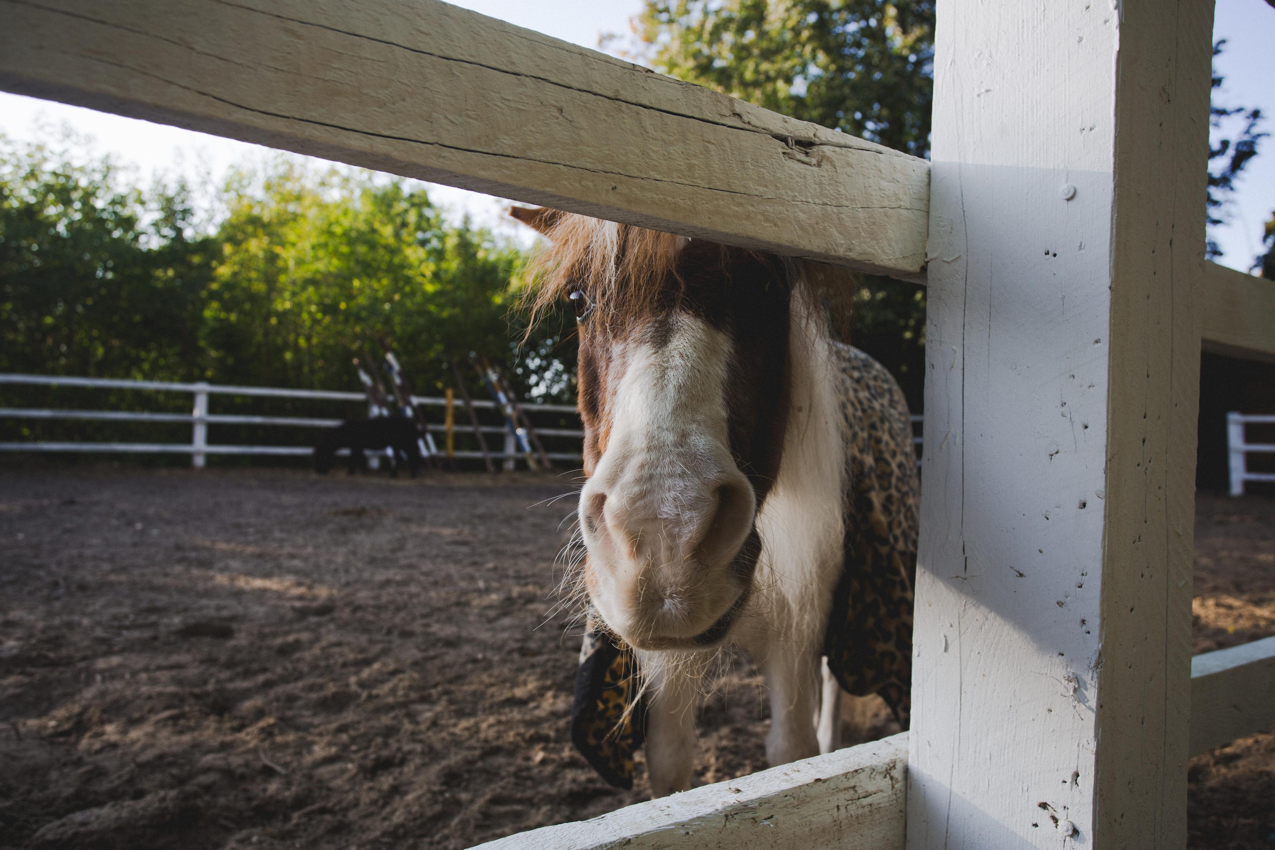 Ой вы кони мои, кони. Фотограф Сонкина Татьяна