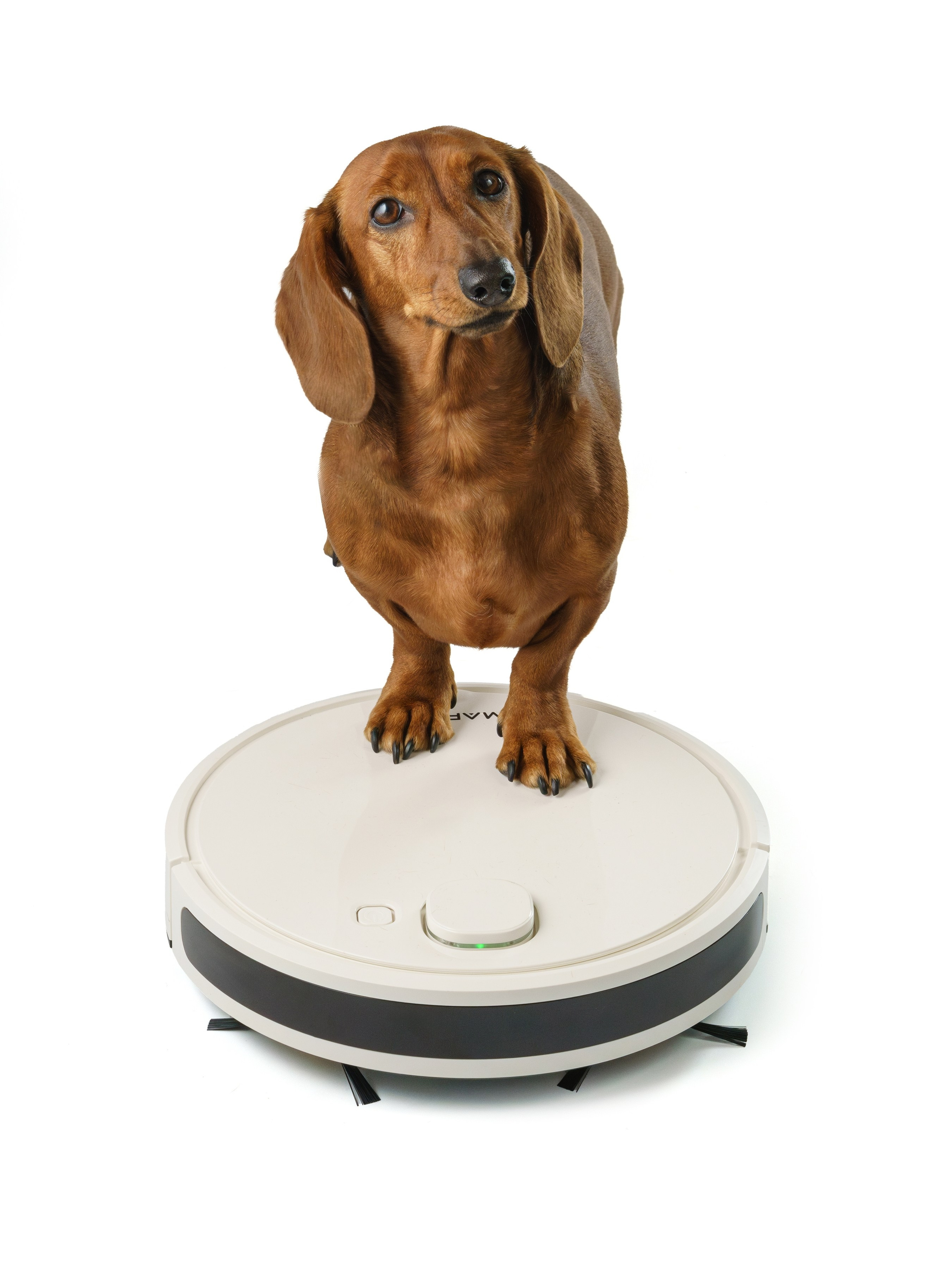 Такса Марго. KED Production — продакшн из СПб. Создаём фото, видео и контент, который помогает брендам и селлерам продавать больше