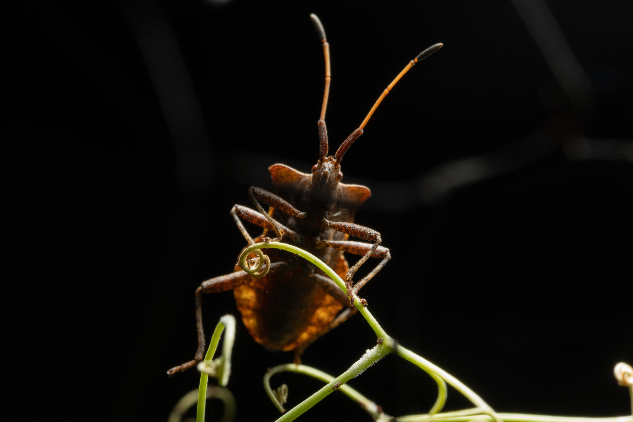 Макро. Фотограф Виктор Степанов