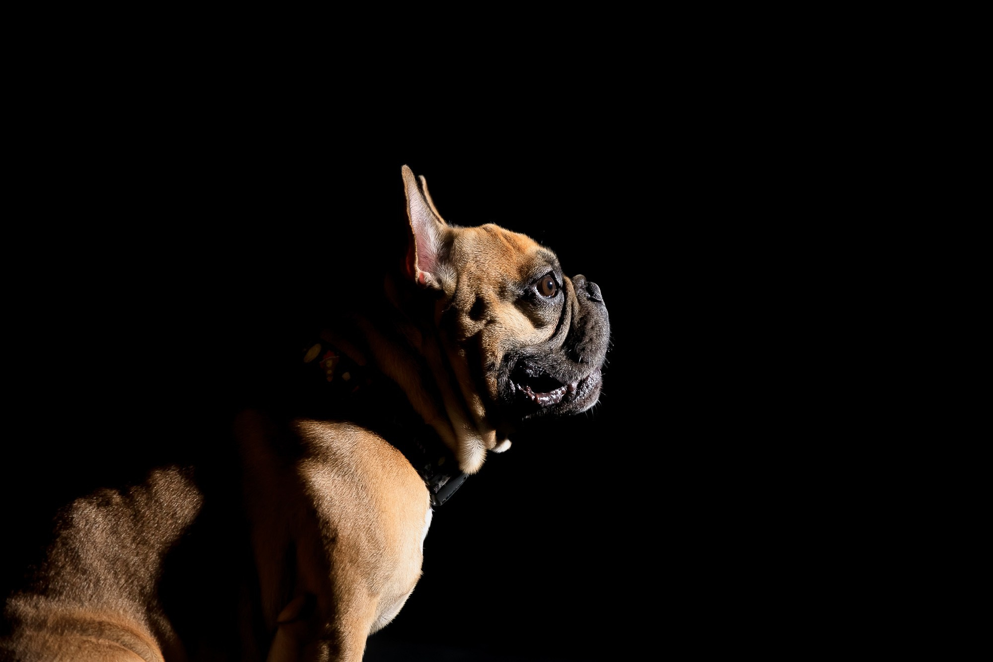 Семейная фотосессия с питомцами в студии. Фотограф в Саратове Ольга Мазлова