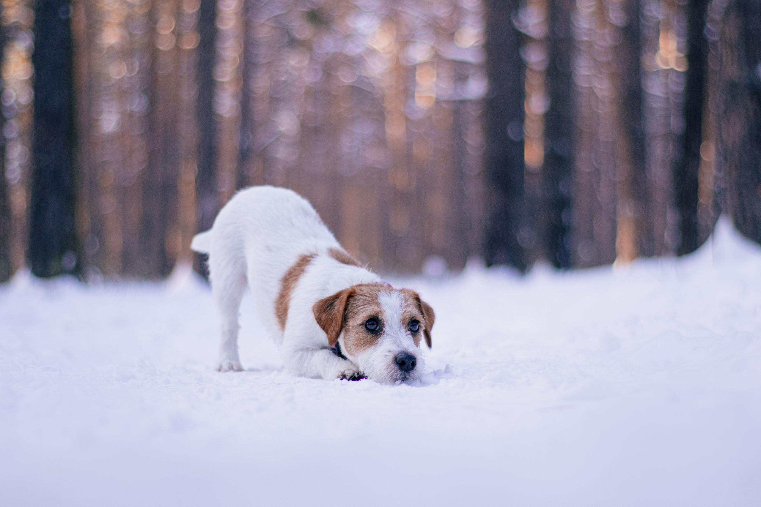 Отзывы. Фотограф в Тюмени Лизавета Сапицкая