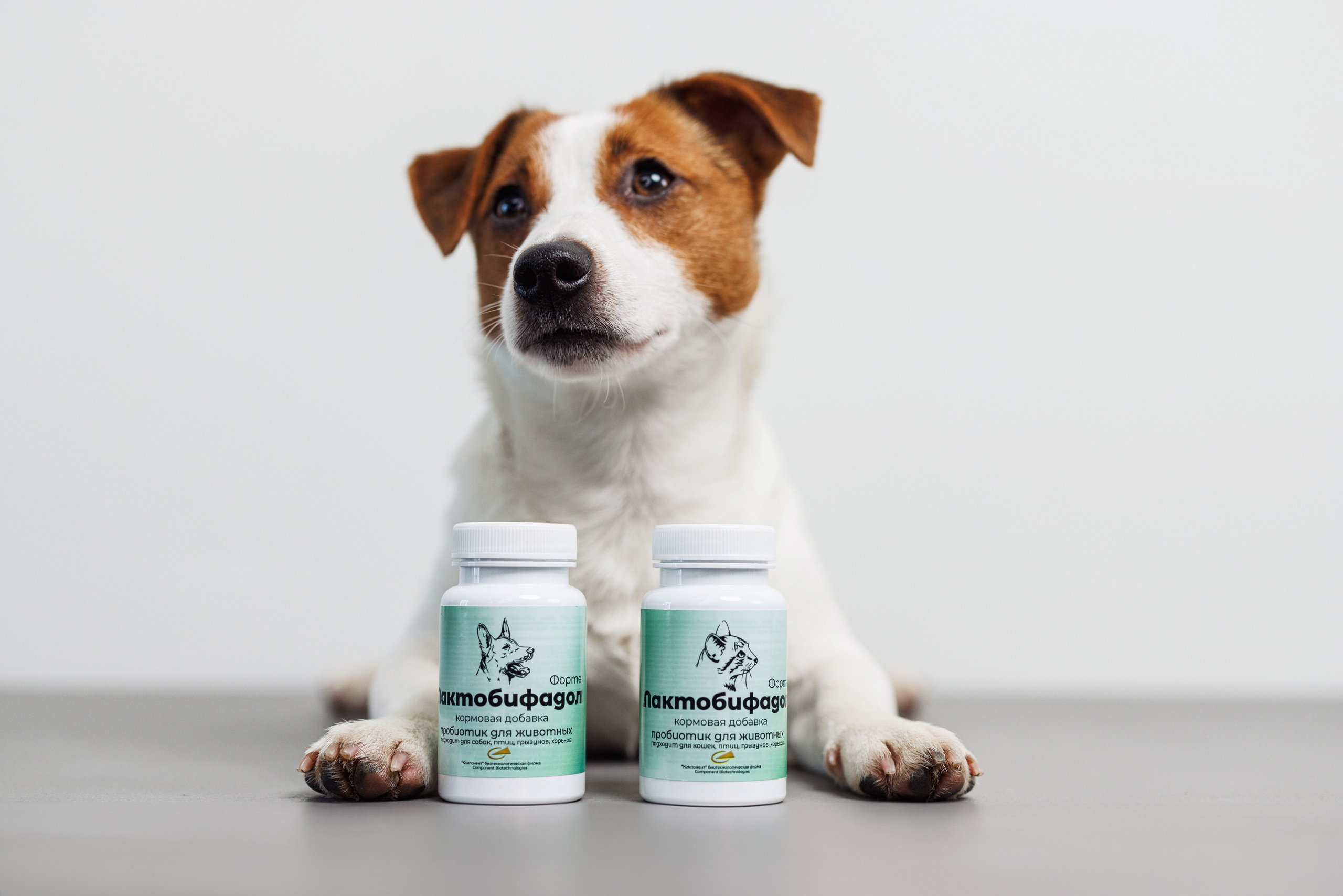 Животные. Фотограф Балаев Михаил