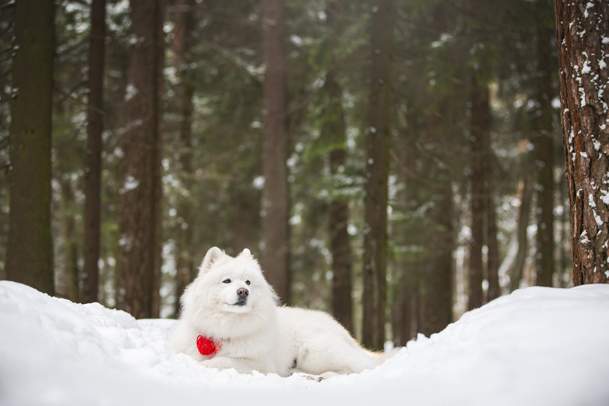 Валя, Варя и Лада. Фотограф анималист в Москве Майорова Евгения