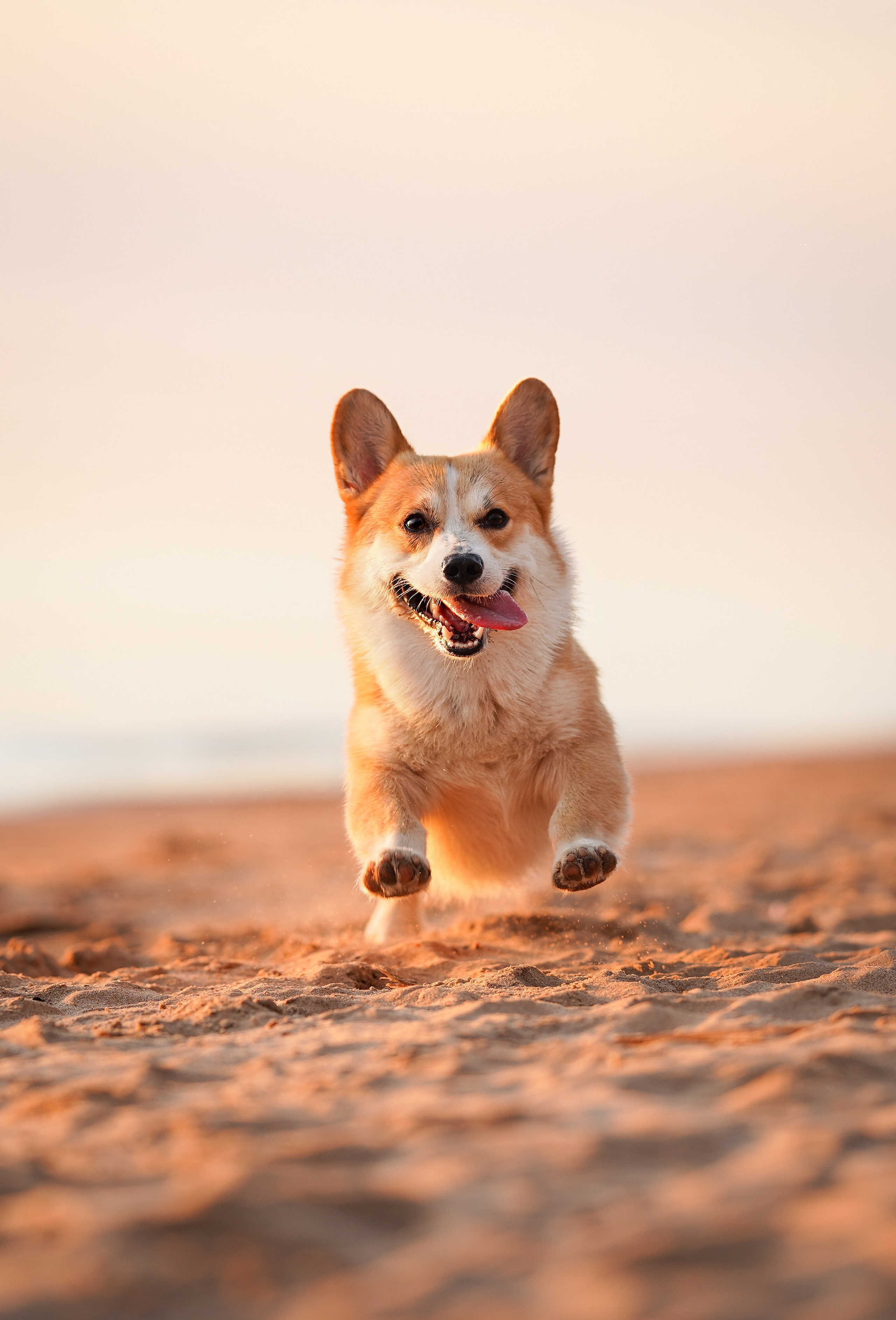 Таня и Оливер. Фотограф-анималист в Санкт-Петербурге Яна Мартынова