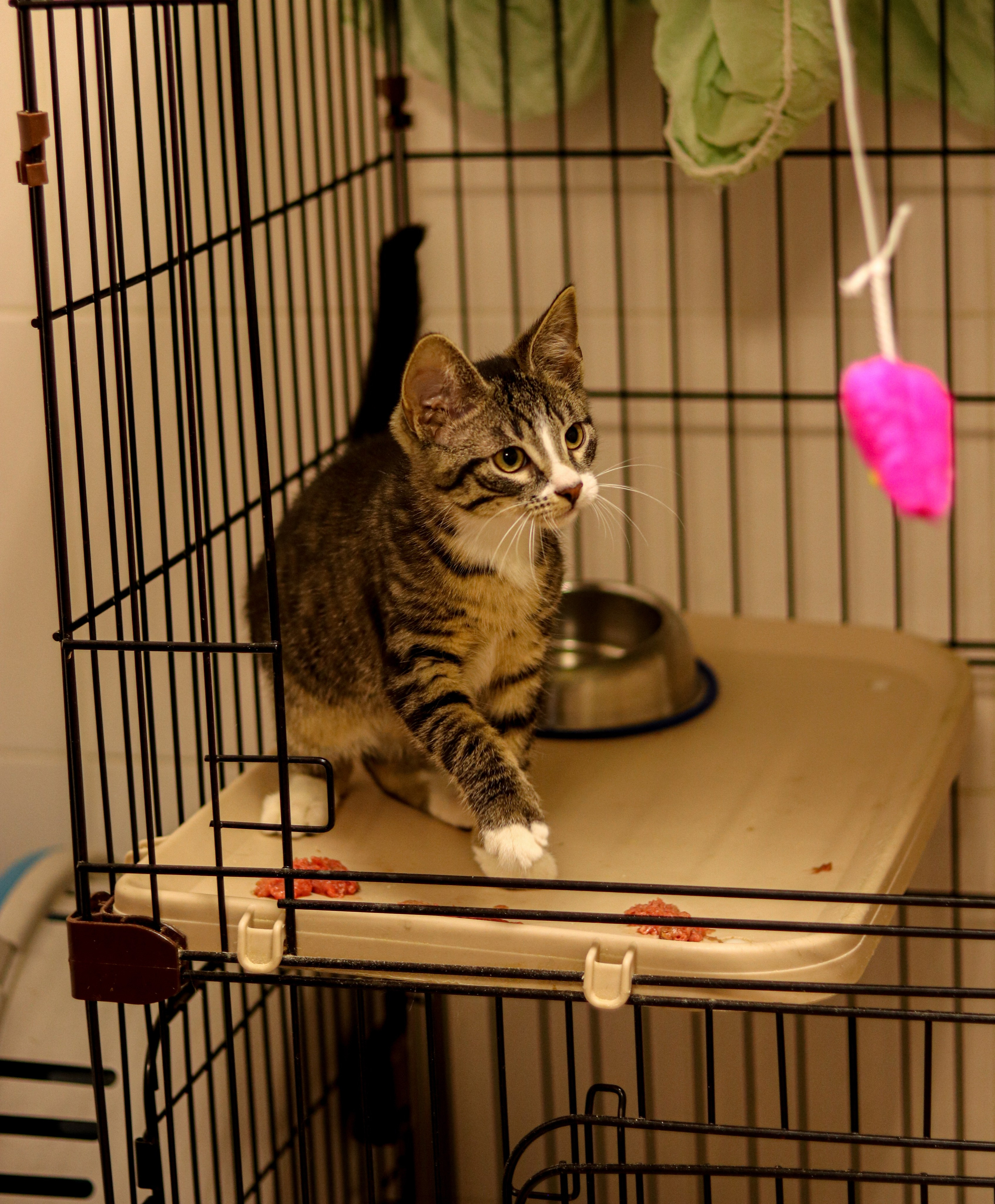 Петербургский дом кота (27 июня 2024). Ивентный фотограф в Санкт-Петербурге Олег Комков