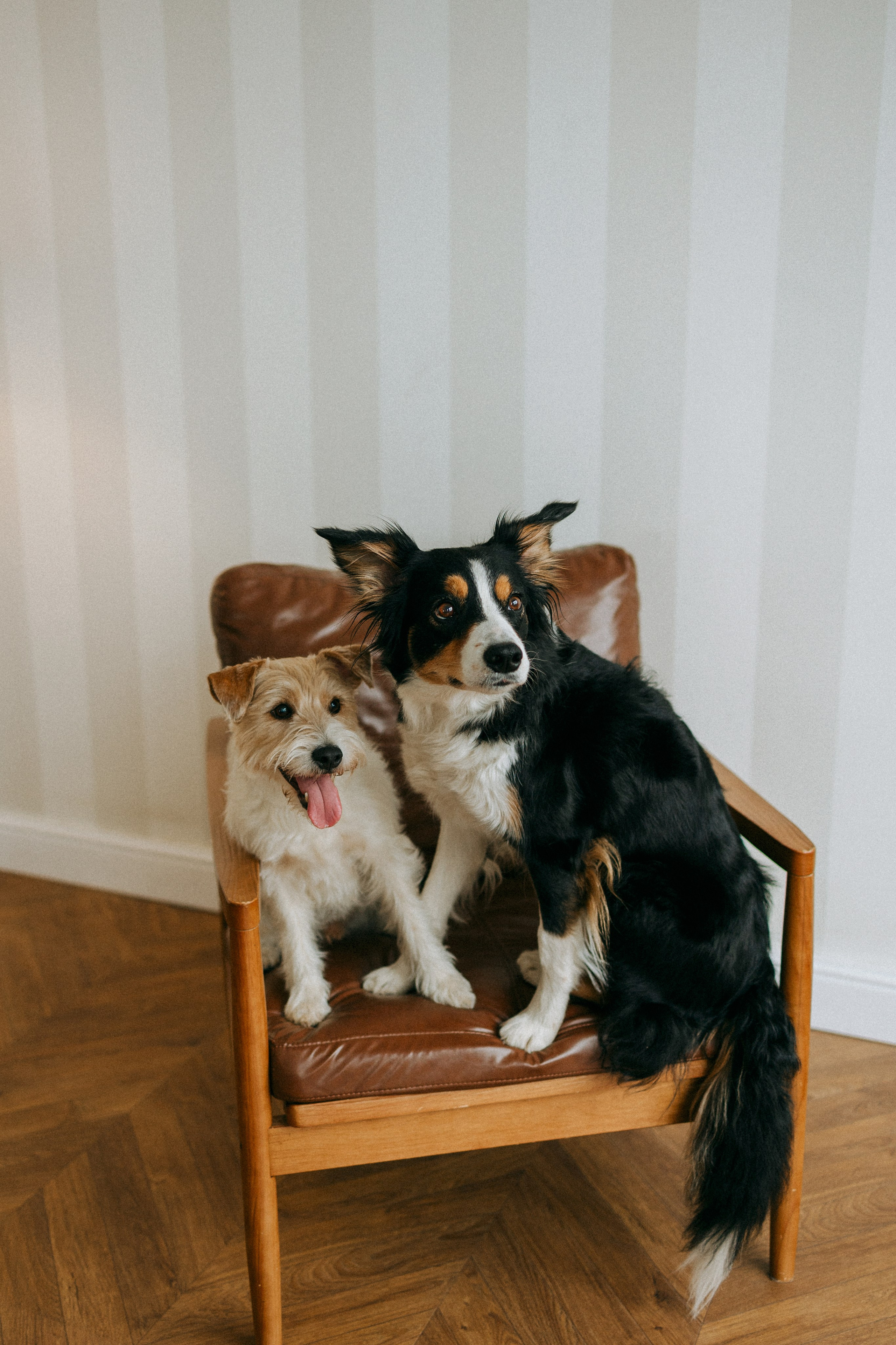 Цунами, Теон и Женя. Фотограф анималист Анастасия Пикей