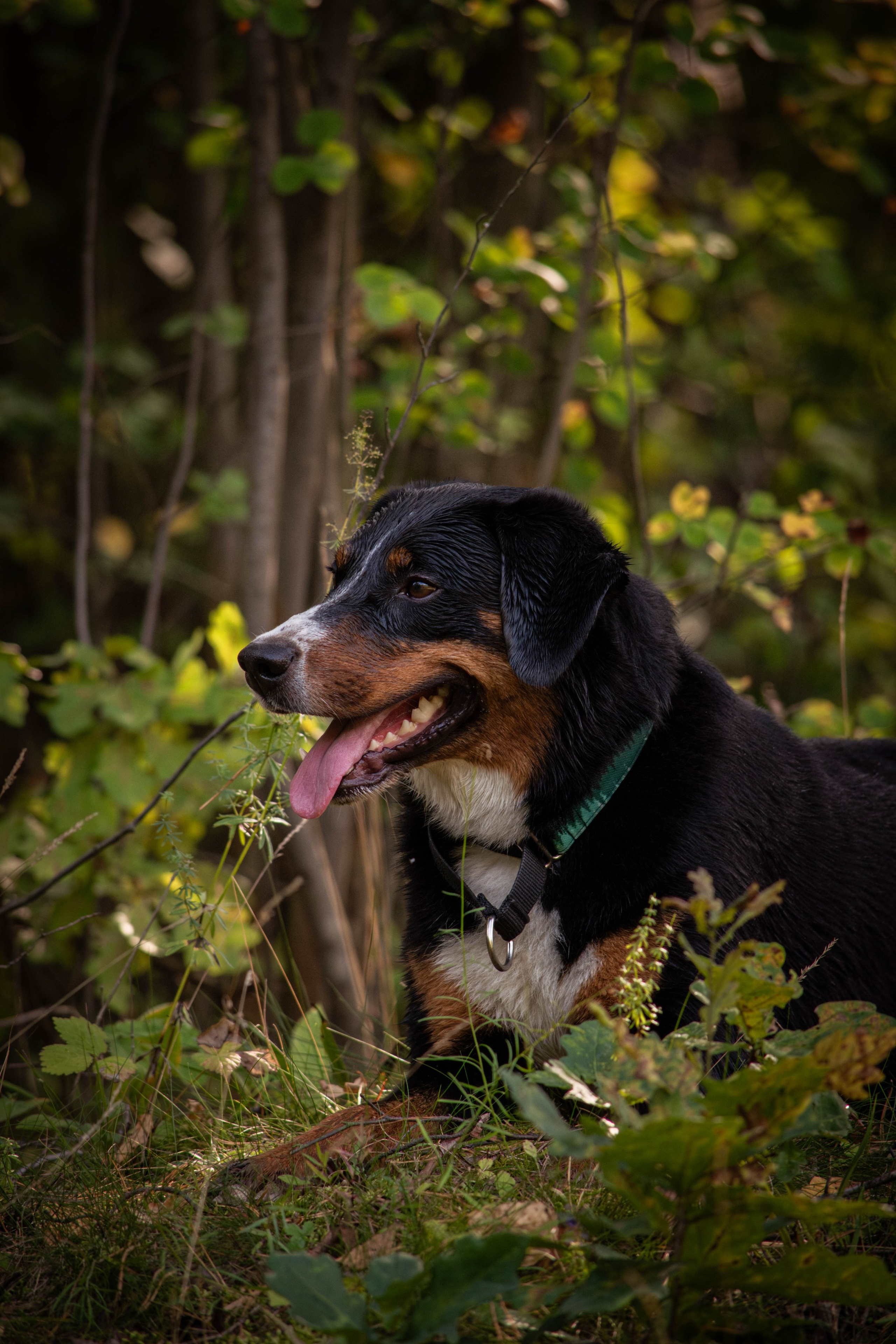 Микки и Юля. Фотограф Светлана Блинова, Москва и Московская область