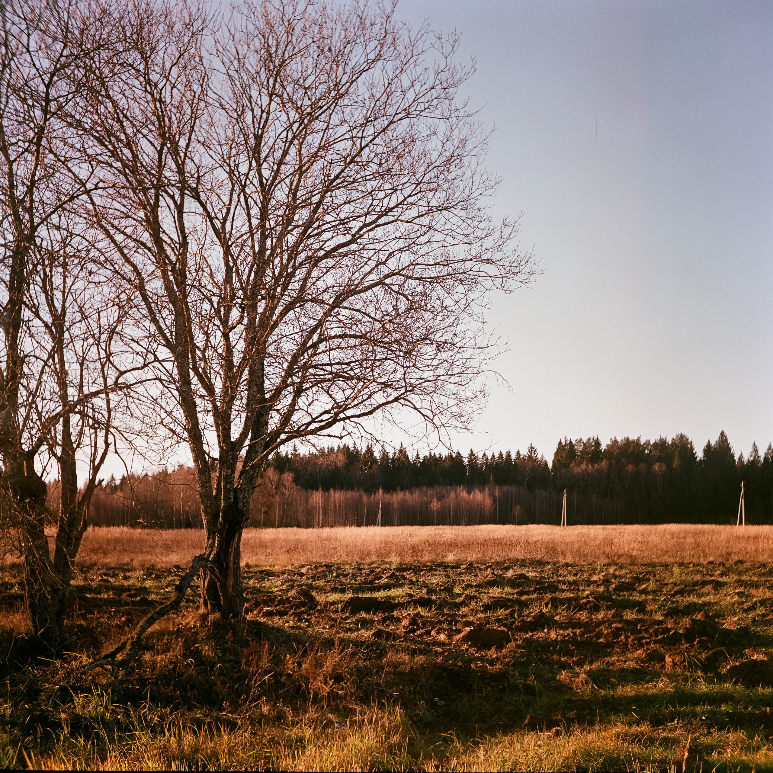 Yashica 635 / Aeronega 100 (Kodak Aerocolor IV) / ноябрь 2024 Лукино