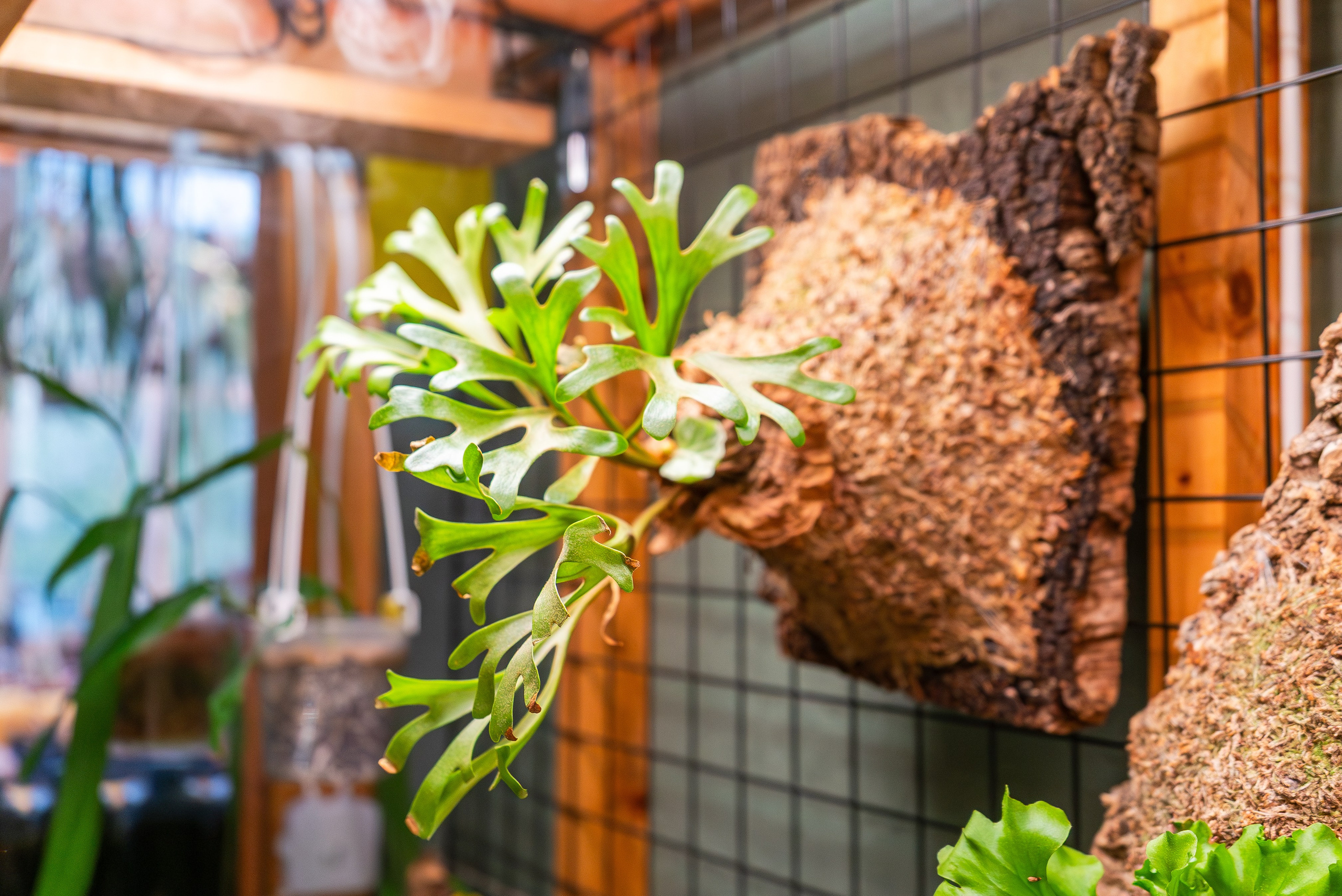 Make more plants. Александра Куликова фотограф, Москва
