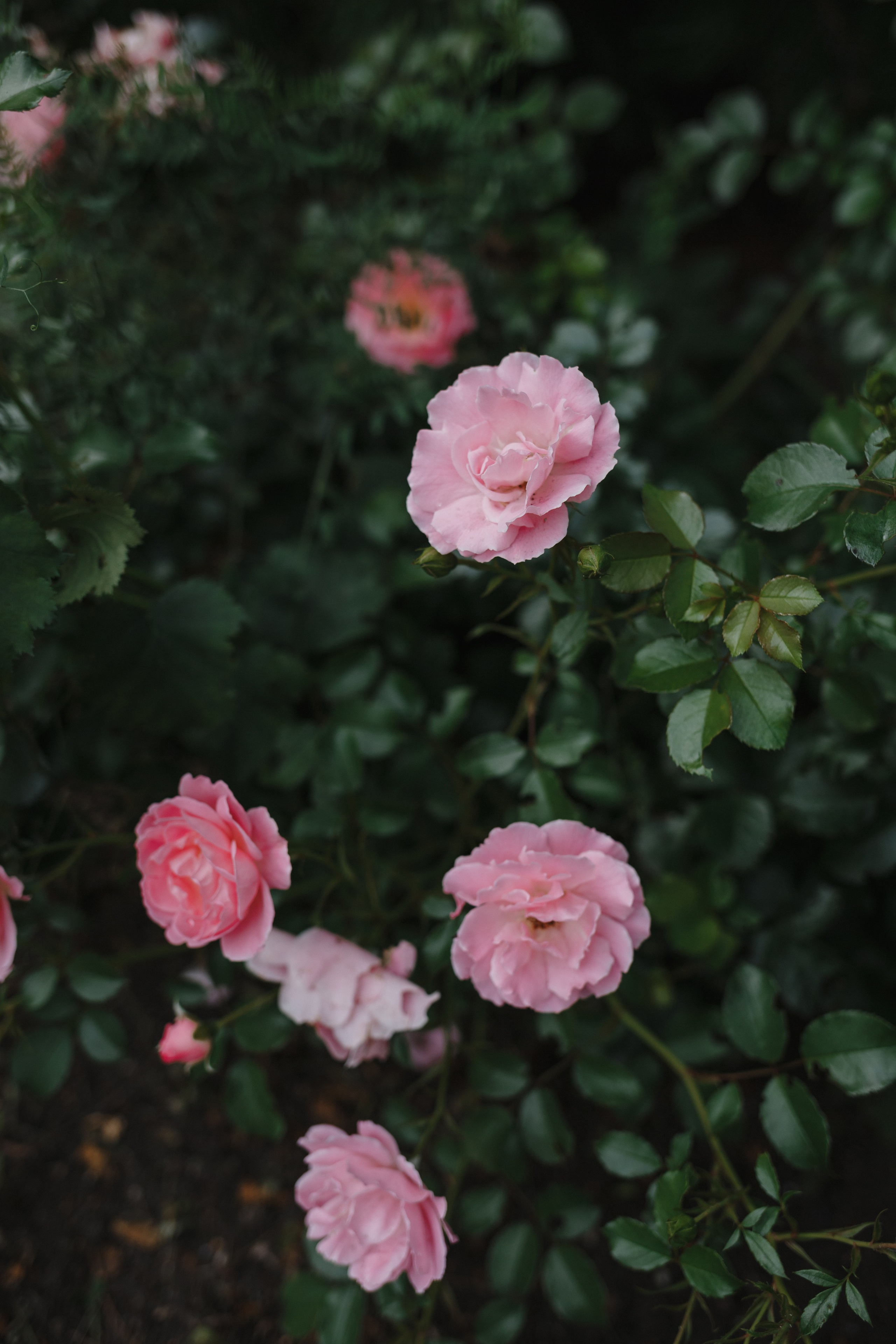 Крещение Кирилла. Семейный фотограф Николаева Ольга