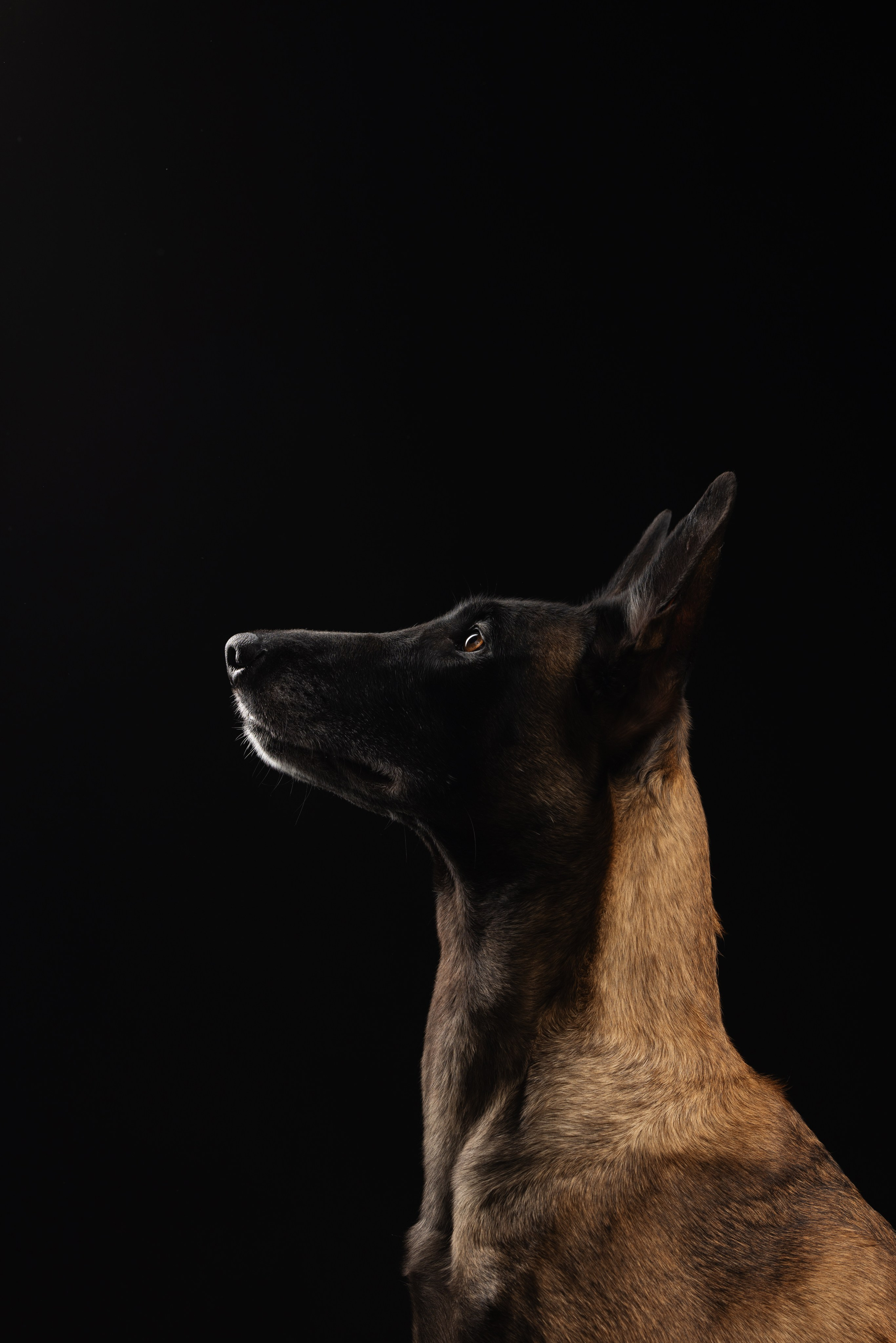 Жара и Делфи. Фотограф анималист Осипчикова Мария