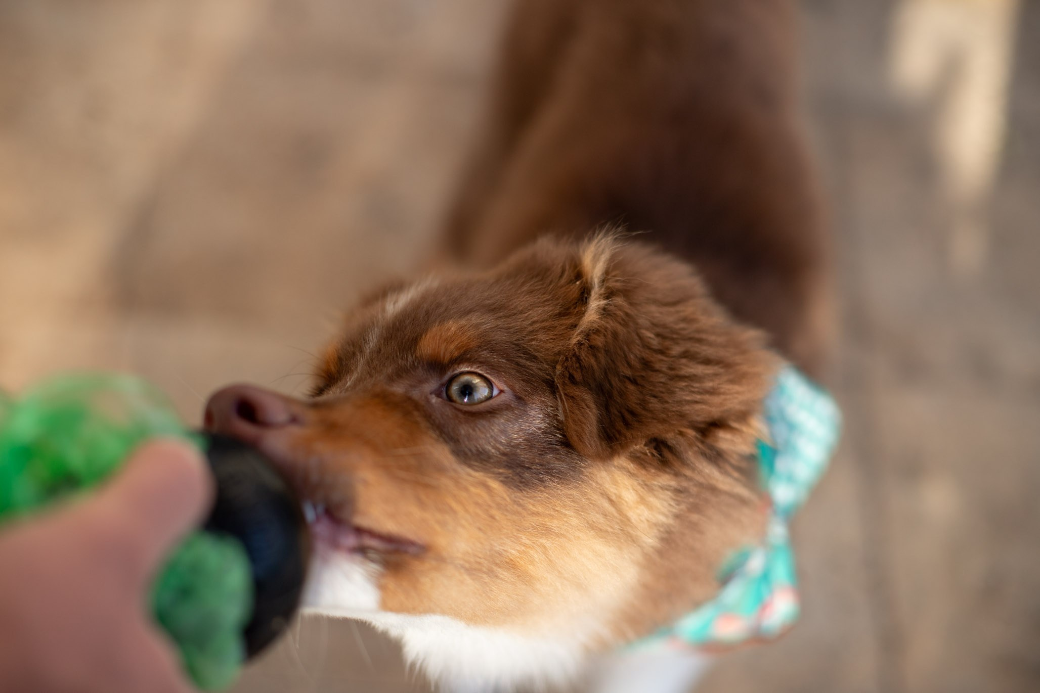 Чакки, Австралийская Овчарка. Ирина Голомб|Фотограф-анималист в  Сочи и Калининграде
