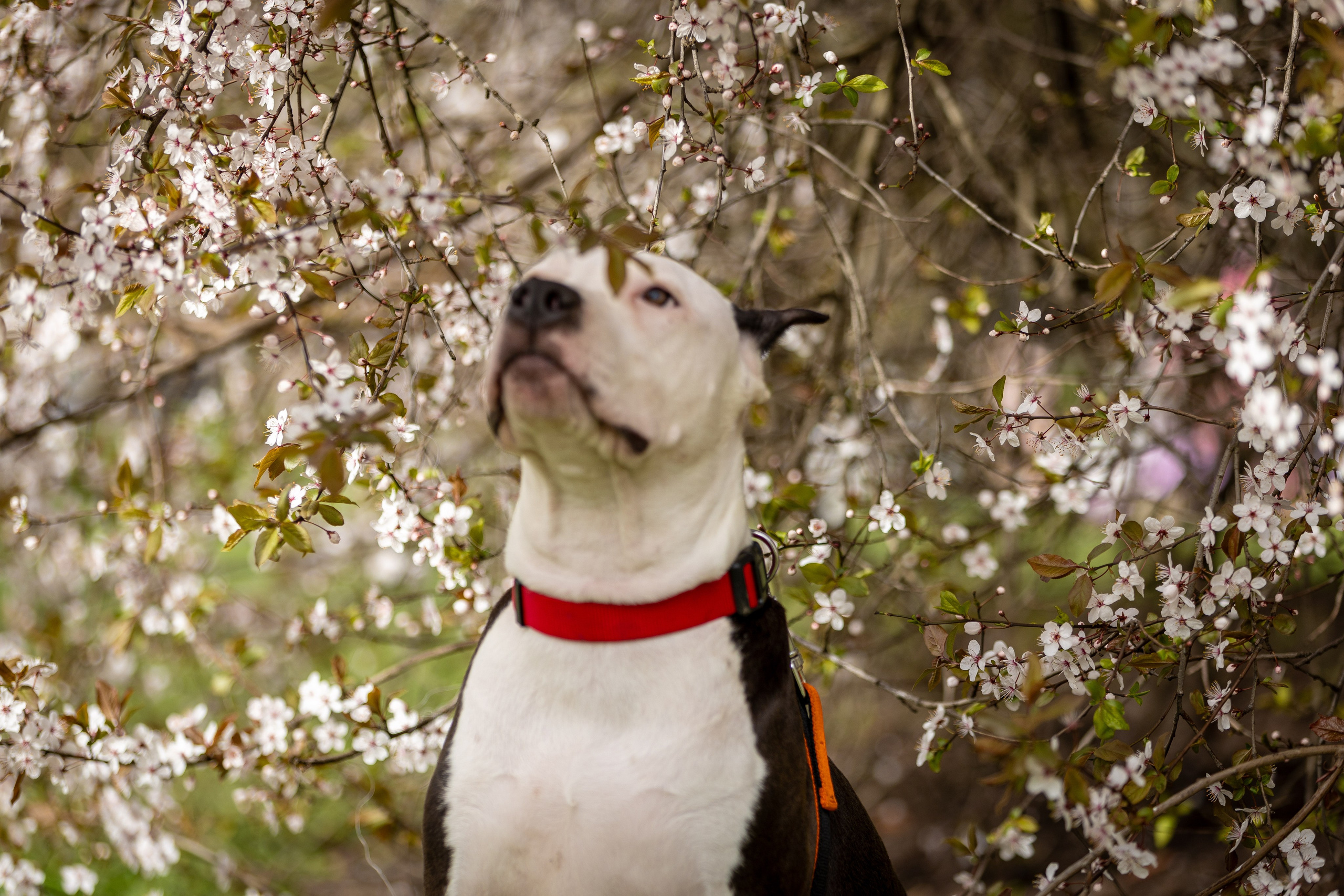 Афина и Мора, Стаффорды. Ирина Голомб|Фотограф-анималист в  Сочи и Калининграде