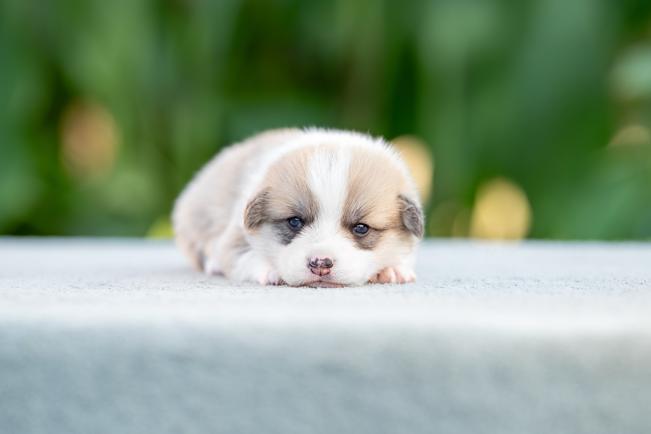 Малыши коржики. Ирина Голомб|Фотограф-анималист в  Сочи и Калининграде