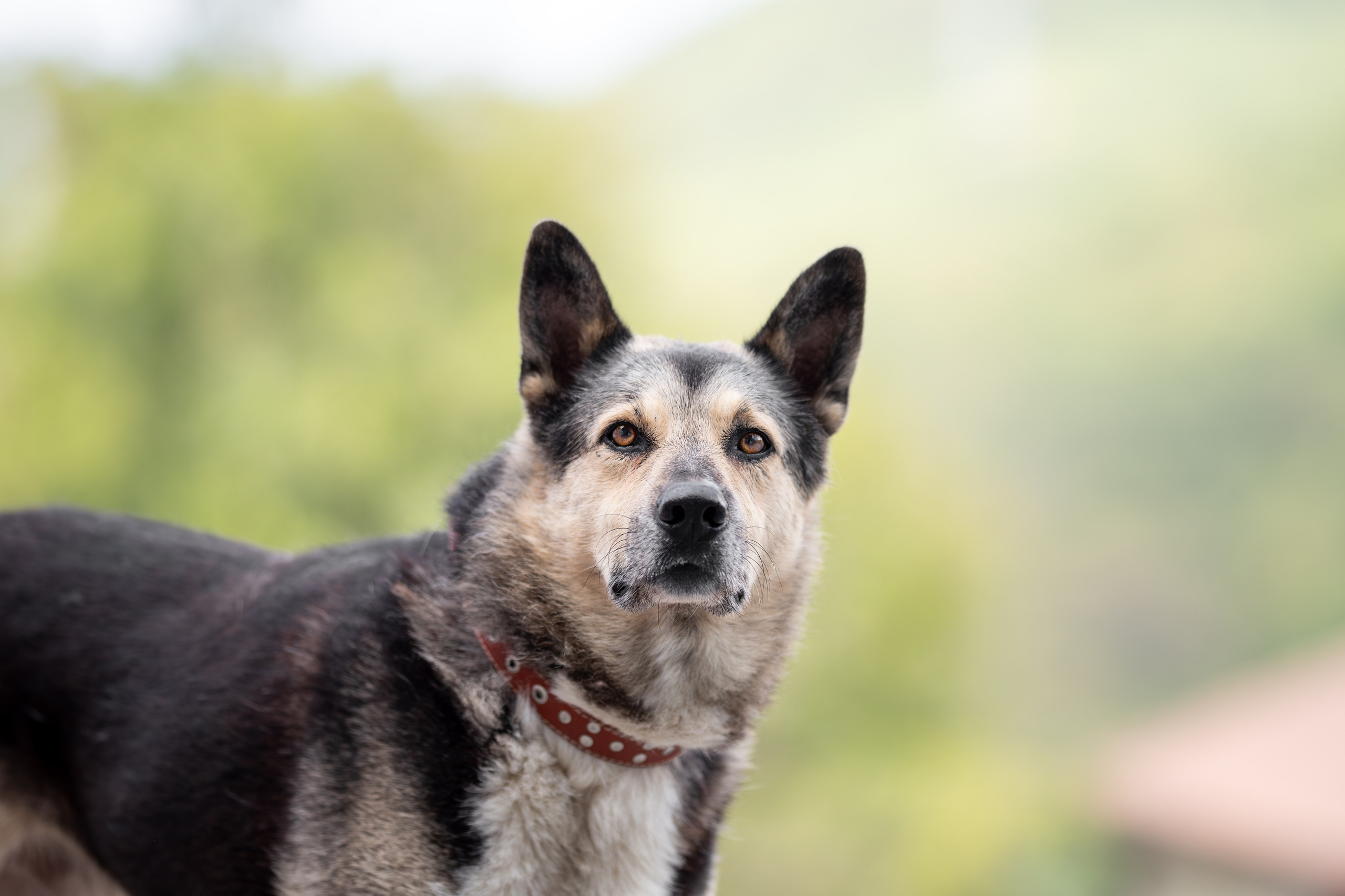 Мини-приют «Возрождение». Ирина Голомб|Фотограф-анималист в  Сочи и Калининграде