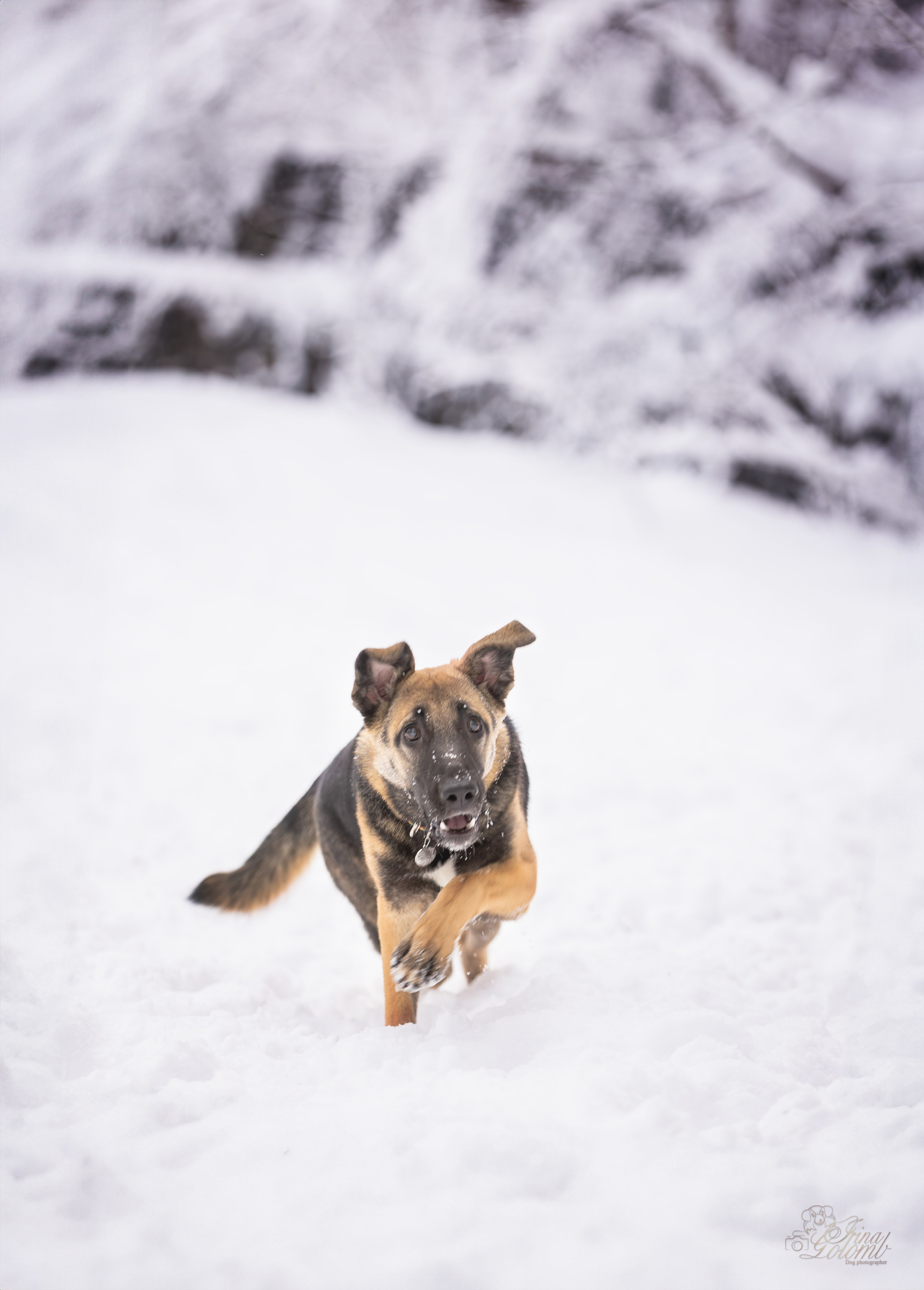 Догтуса Тропа Ефремова. Ирина Голомб|Фотограф-анималист в  Сочи и Калининграде