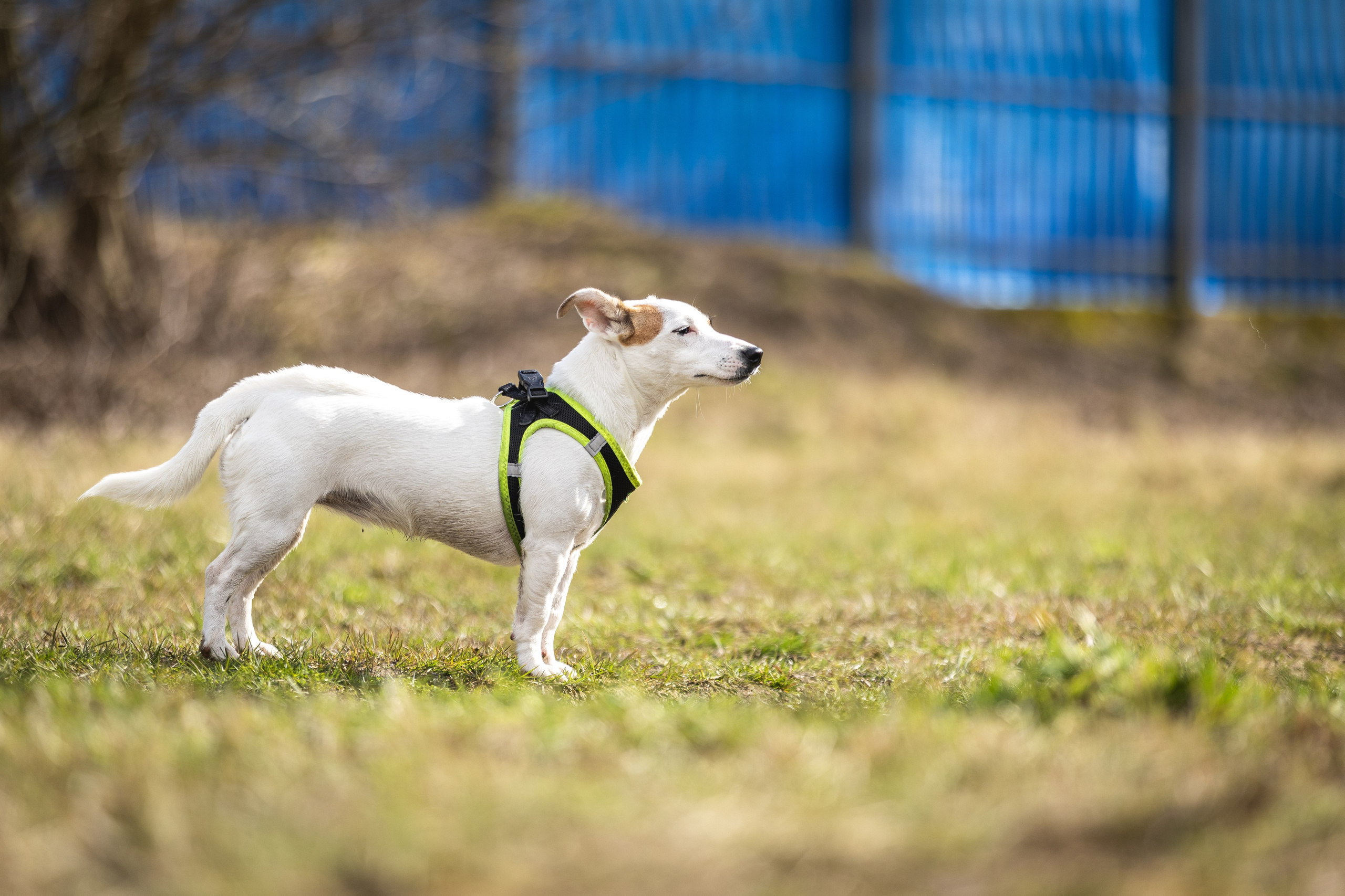 Догтуса 24.03.2024. Ирина Голомб|Фотограф-анималист в  Сочи и Калининграде