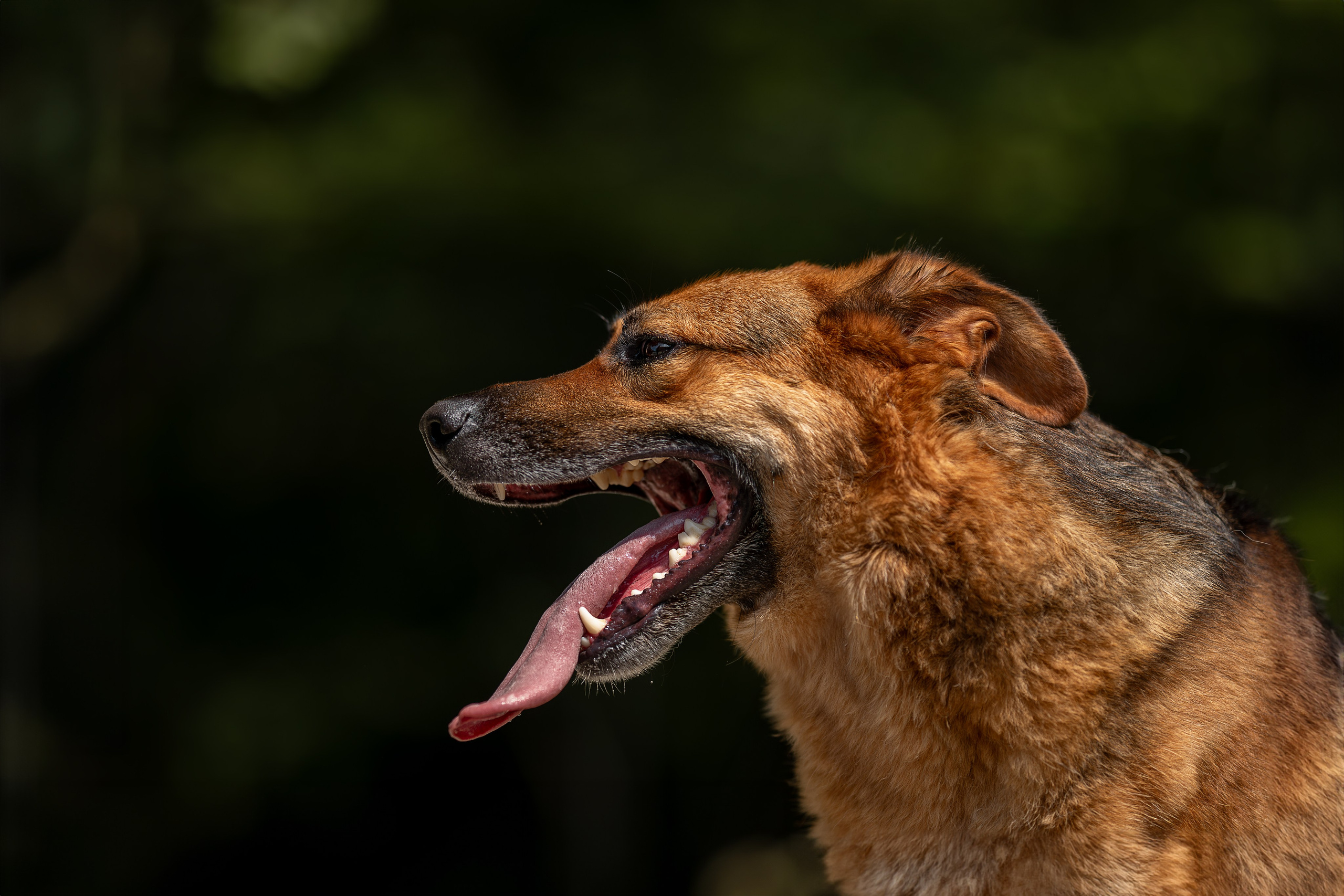 Мини-приют «Возрождение». Ирина Голомб|Фотограф-анималист в  Сочи и Калининграде