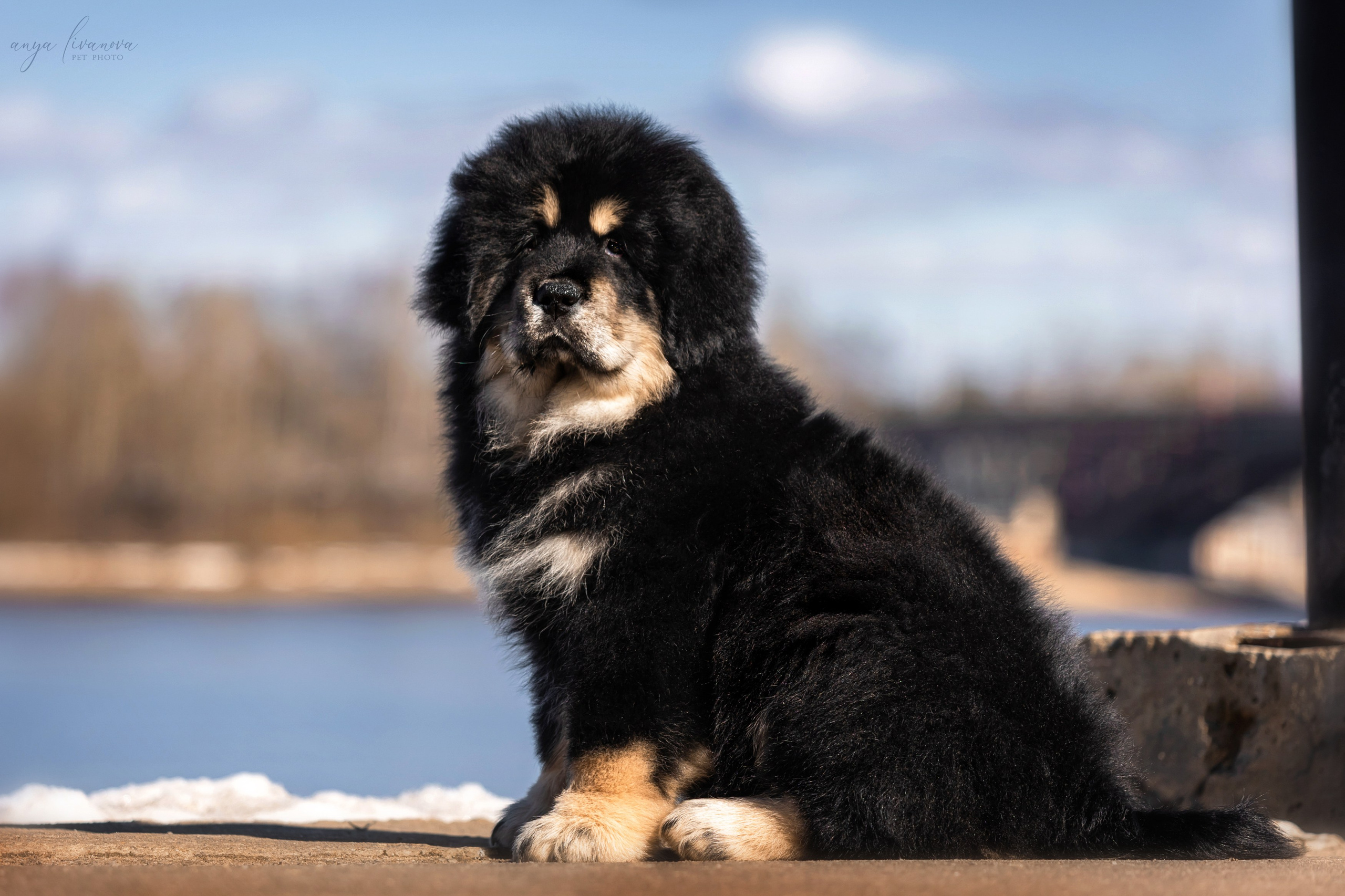 Тибеты. Фотограф анималист Аня Ливанова | Рыбинск