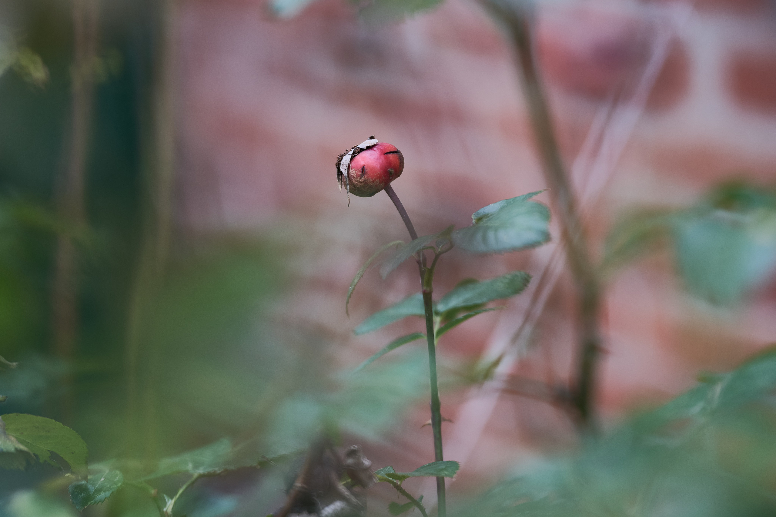 Краснореченское. Луганская область. Фотопроект «Территории»