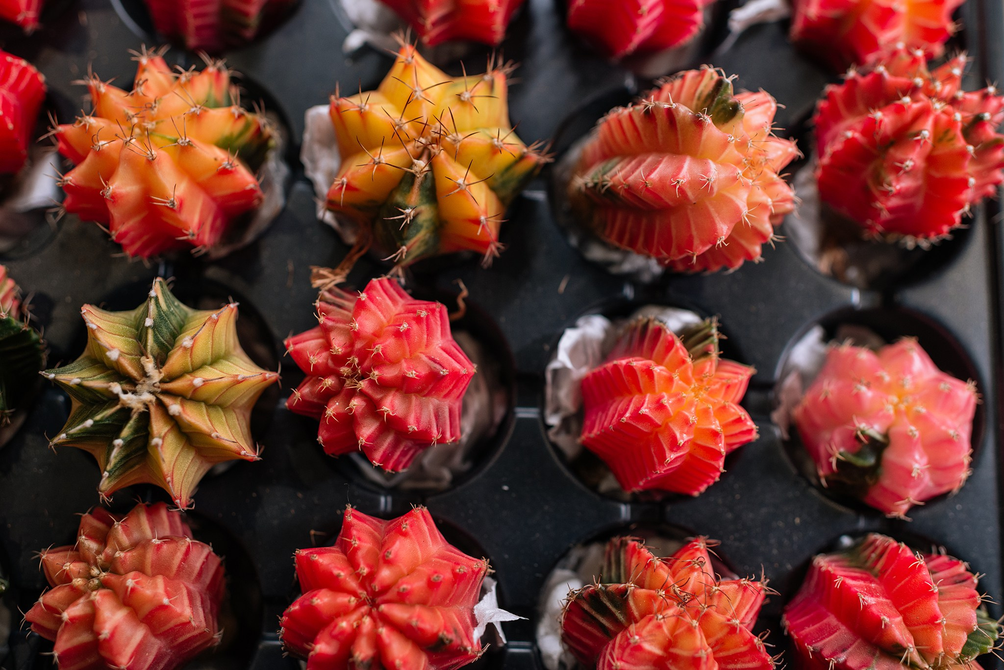 Ирина Шестакова. Редкие кактусы. Репортажный фотограф в Санкт-Петербурге Анастасия Клёпова