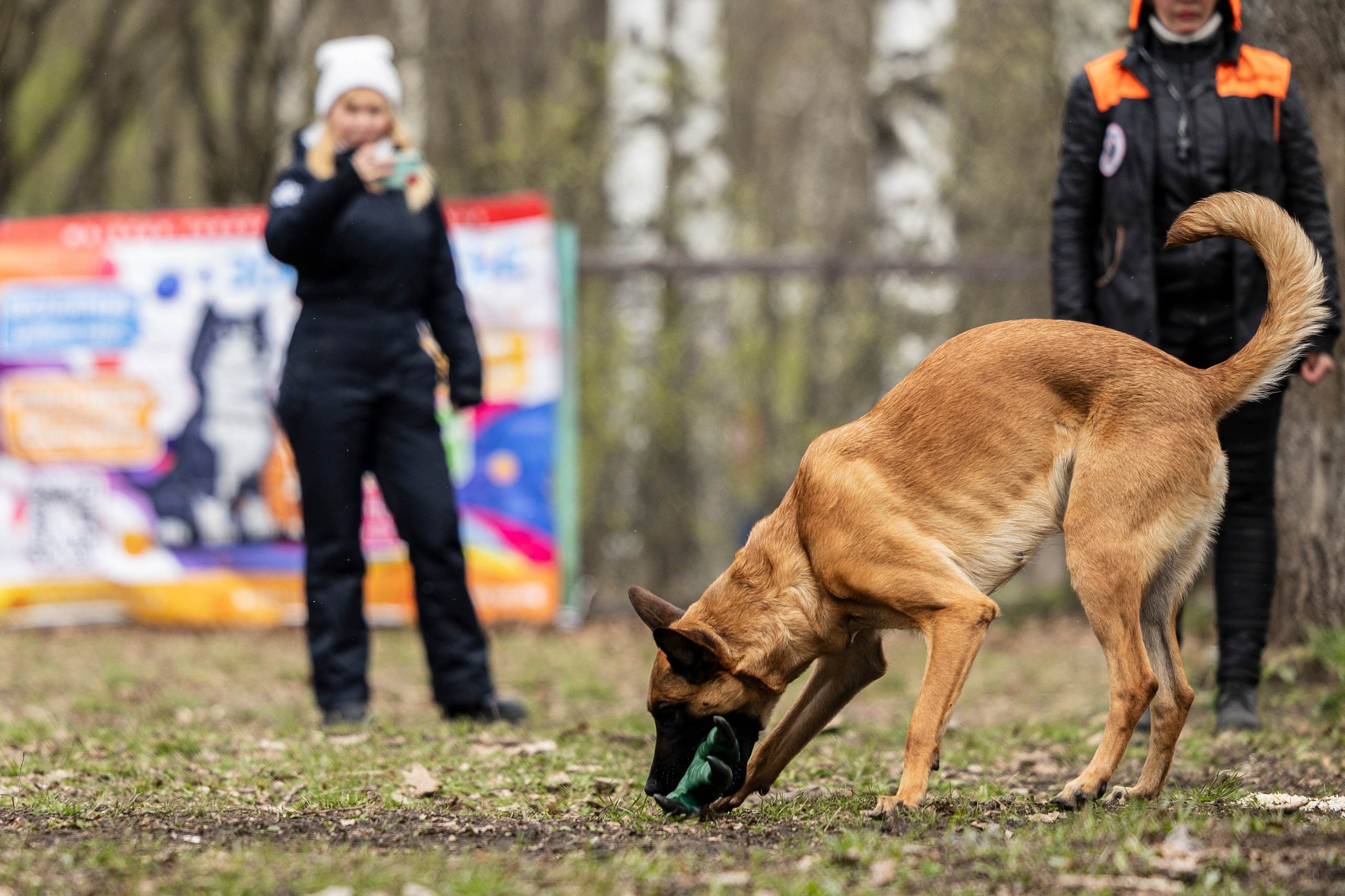 Квалификационные состязания по мондьорингу г. Вологда 11.05.24. Фотограф-анималист Анна Маринич