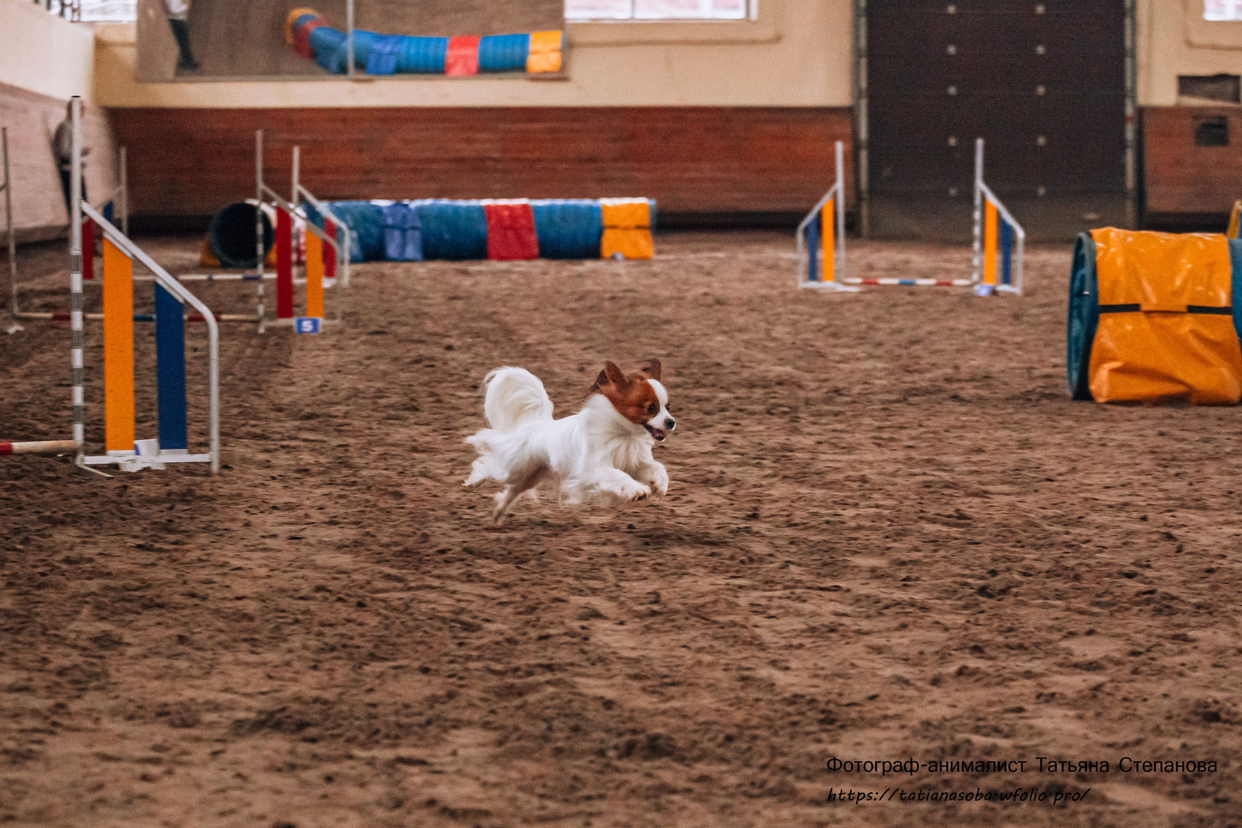 Соревнования по Аджилити 25.02.2024. Фотограф-анималист Татьяна Степанова