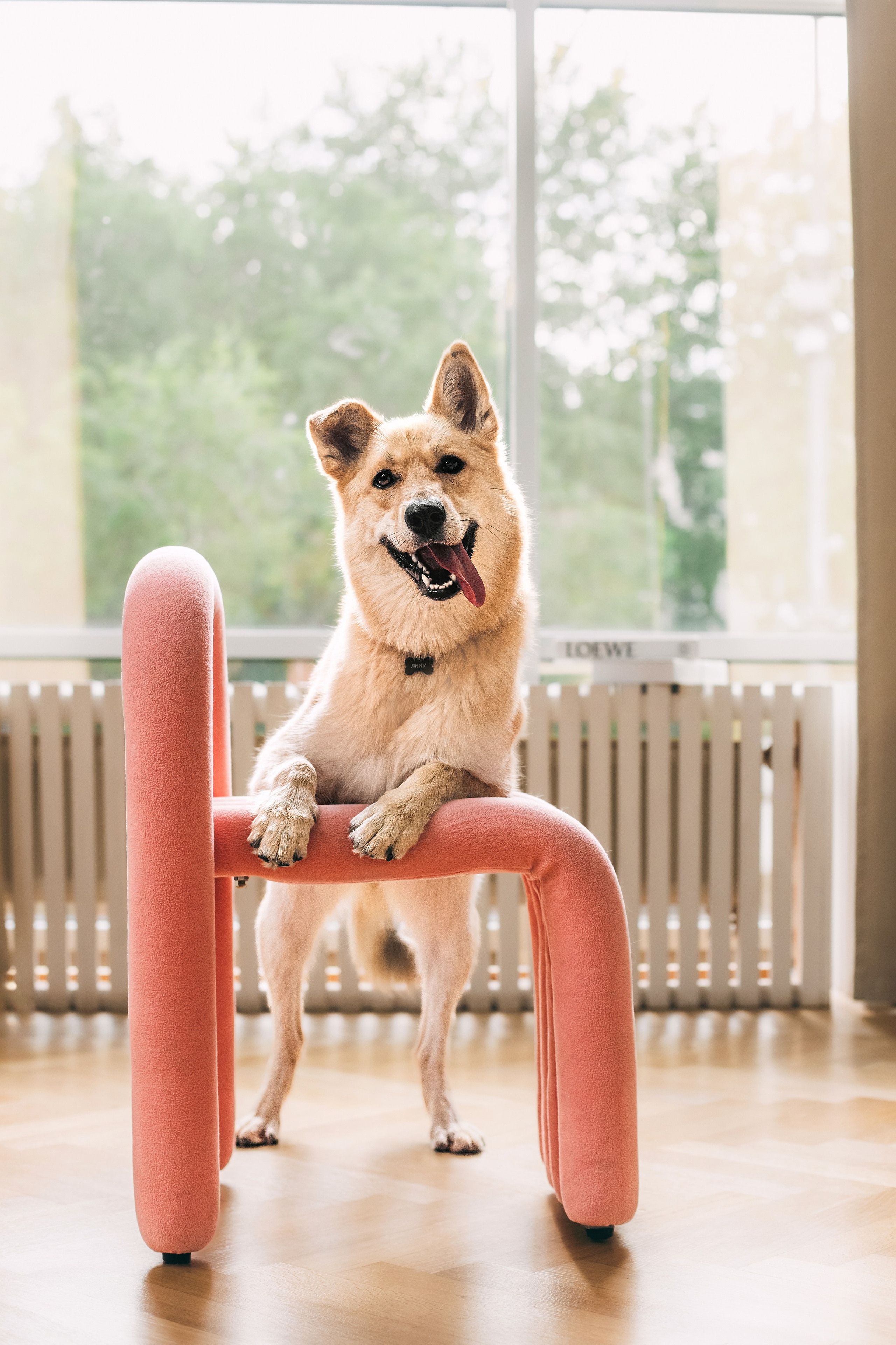 Студия лето 2025. Фотограф-анималист Татьяна Степанова