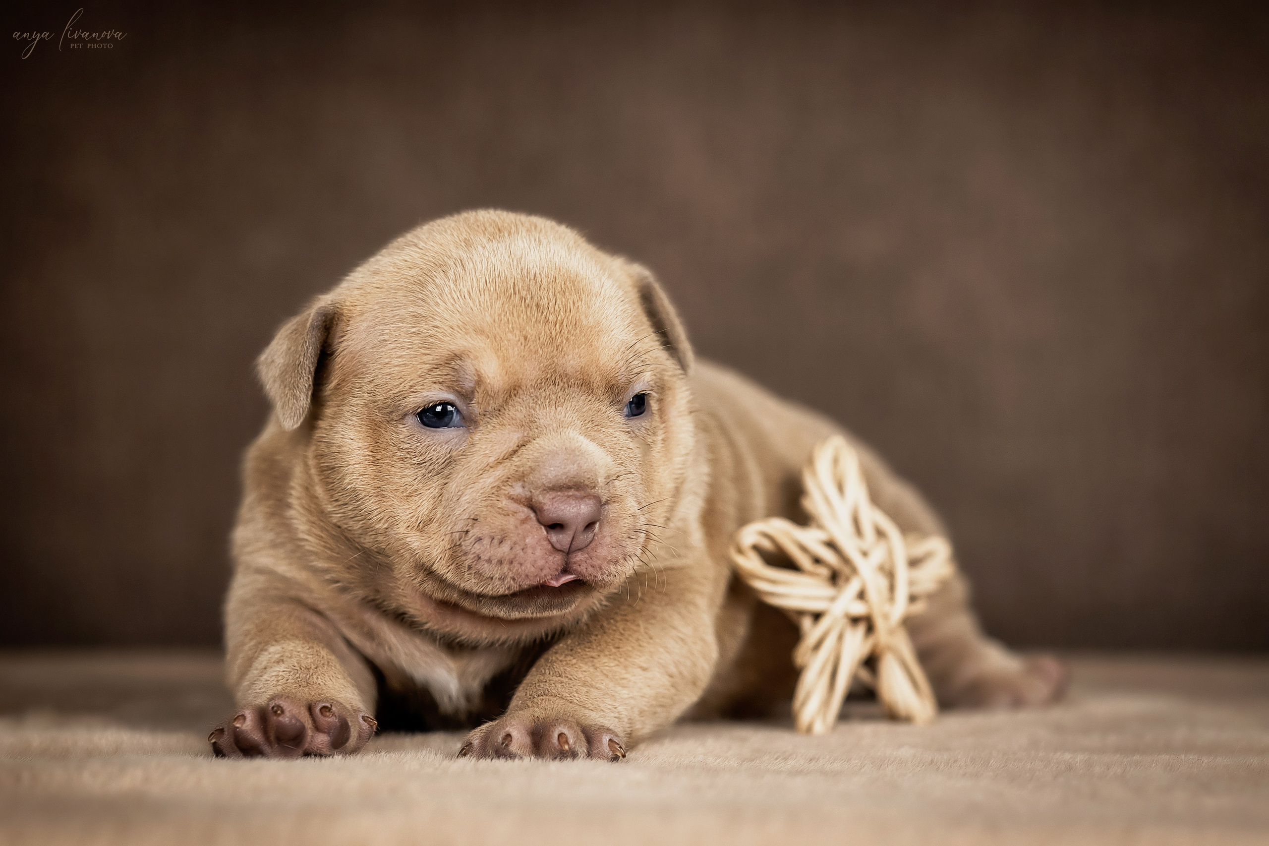 Амбулли. Фотограф анималист Аня Ливанова | Рыбинск